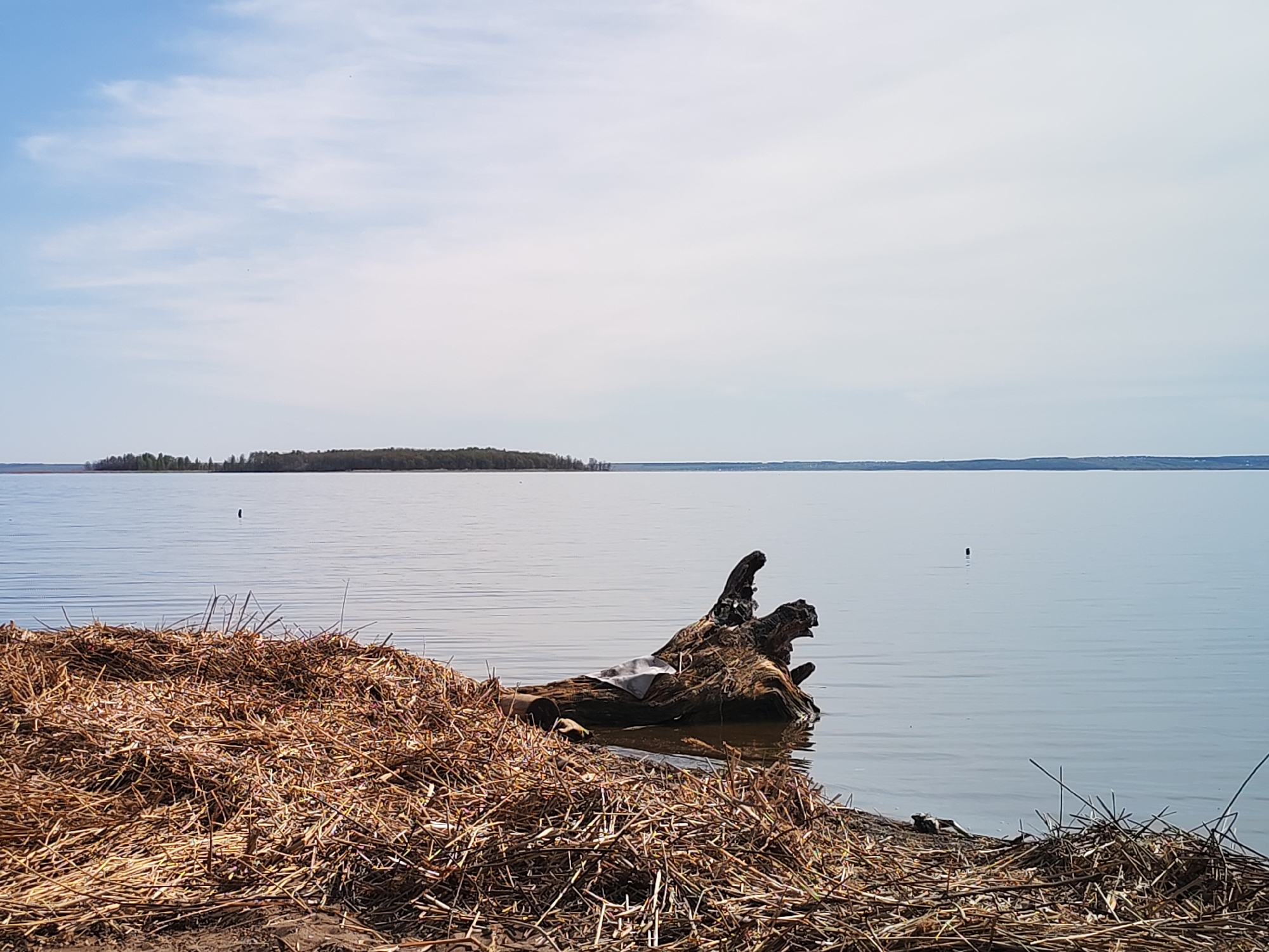 The image depicts a calm body of water, possibly a lake or river, under a pale sky with scattered clouds. In the foreground, there is a pile of dry, brown reeds and grasses along the shoreline. Partially submerged in the water is a large, weathered tree trunk or log, showing signs of decay and discoloration. In the distance, across the water, lies a long stretch of forested land or an island. The location is likely in Blagodat', Russia. There are no people visible in the image, and the scene is static. The interaction is primarily between the natural elements: water, wood, vegetation, and the sky. The overall environment is one of tranquility and natural decay.