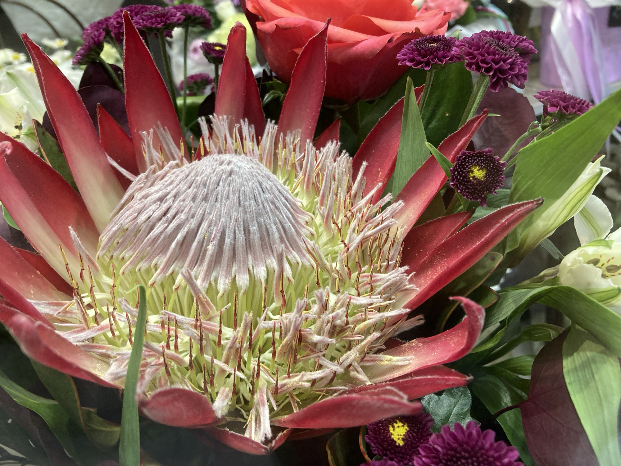 A close-up photograph shows a floral arrangement containing a large protea flower as the focal point. The protea has red and pink petals surrounding a cone-shaped center covered in fuzzy, pale pink filaments. In the background, there is a red rose, several small, purple flowers, and green leaves. Parts of white flowers can also be seen. The image is not explicitly tied to Chaikovsky, Russia, so that information cannot be confirmed from the visual content.