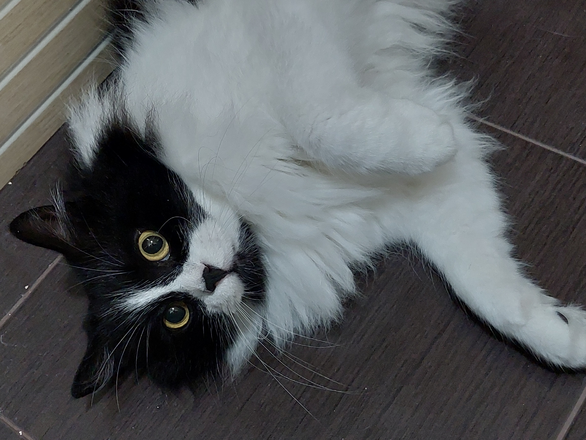 A fluffy, black and white bicolour cat is depicted lying on its back on a dark brown tiled or wood-effect laminate floor. The cat's body, particularly its belly and chest, is predominantly white with long, soft fur, while its head, ears, and parts of its back are black. Its most striking features are its large, round, yellow-amber eyes, which gaze directly at the viewer with an expression that appears curious or relaxed. A white muzzle and prominent long white whiskers stand out against the black fur of its face. One white paw is visible towards the bottom right of the frame. In the upper left background, a light brown or beige wall section with horizontal stripes or paneling can be seen, suggesting an indoor setting, likely a home, in Plovdiv, Bulgaria. The cat's posture, with its front paws gently curled, indicates a state of relaxation or playfulness. There is no visible text in the image.