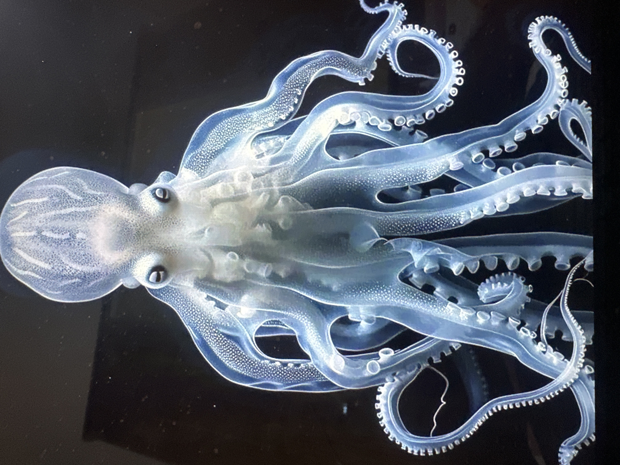 An overhead shot shows a translucent, pale blue octopus against a dark, blurred background. The octopus is centered, its eight arms splayed outwards and downwards. The texture of its skin is visible, dotted with what appear to be suckers. The head is rounded, with two dark eyes visible. The overall lighting is bright, highlighting the octopus and making it appear almost ethereal. The background suggests a dark, aquatic environment, possibly an aquarium. There are no people or any indication of the city of Mengwi, Indonesia.