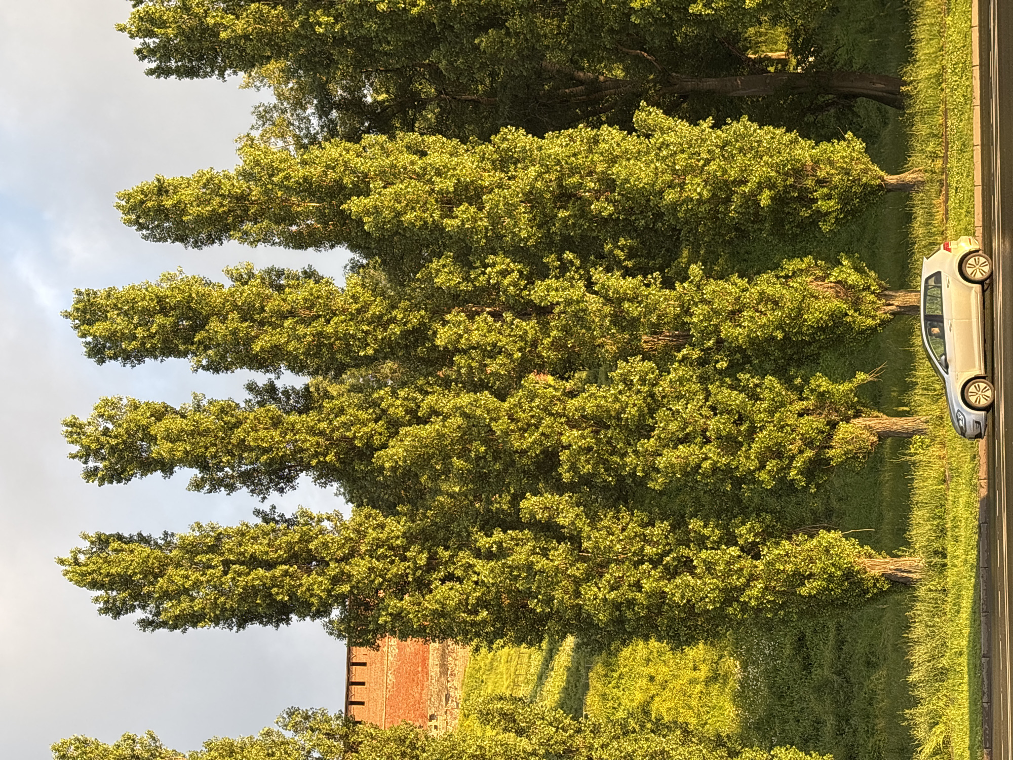 The image shows a row of tall, slender trees with vibrant green foliage, likely poplar trees, lining a steep grassy embankment. Behind the trees, a red brick wall with crenellations suggests a historical fortification, possibly part of the Nizhny Novgorod Kremlin. The embankment is covered in lush green grass and smaller bushes, with sunlight casting shadows and highlighting the textures. In the foreground, a silver hatchback car is driving on a paved road that runs parallel to the embankment. The sky above is partly cloudy with hints of blue. The scene appears to be a daytime shot, possibly late afternoon, given the warm lighting.