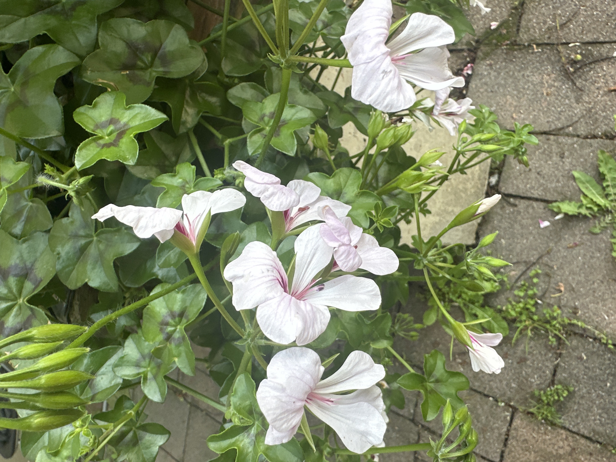 A close-up, overhead shot captures a cluster of light pink geranium flowers and their green buds emerging from lush green foliage. The flowers feature delicate pink veining on their petals. The plant is situated outdoors, with a textured gray brick pathway visible in the foreground and background. A few small weeds are growing in the cracks between the bricks. The scene is lit by natural daylight. The overall impression is one of natural beauty set against an urban backdrop. This image was taken on July 15, 2023, at 11:42:07 AM in Łódź, Poland.