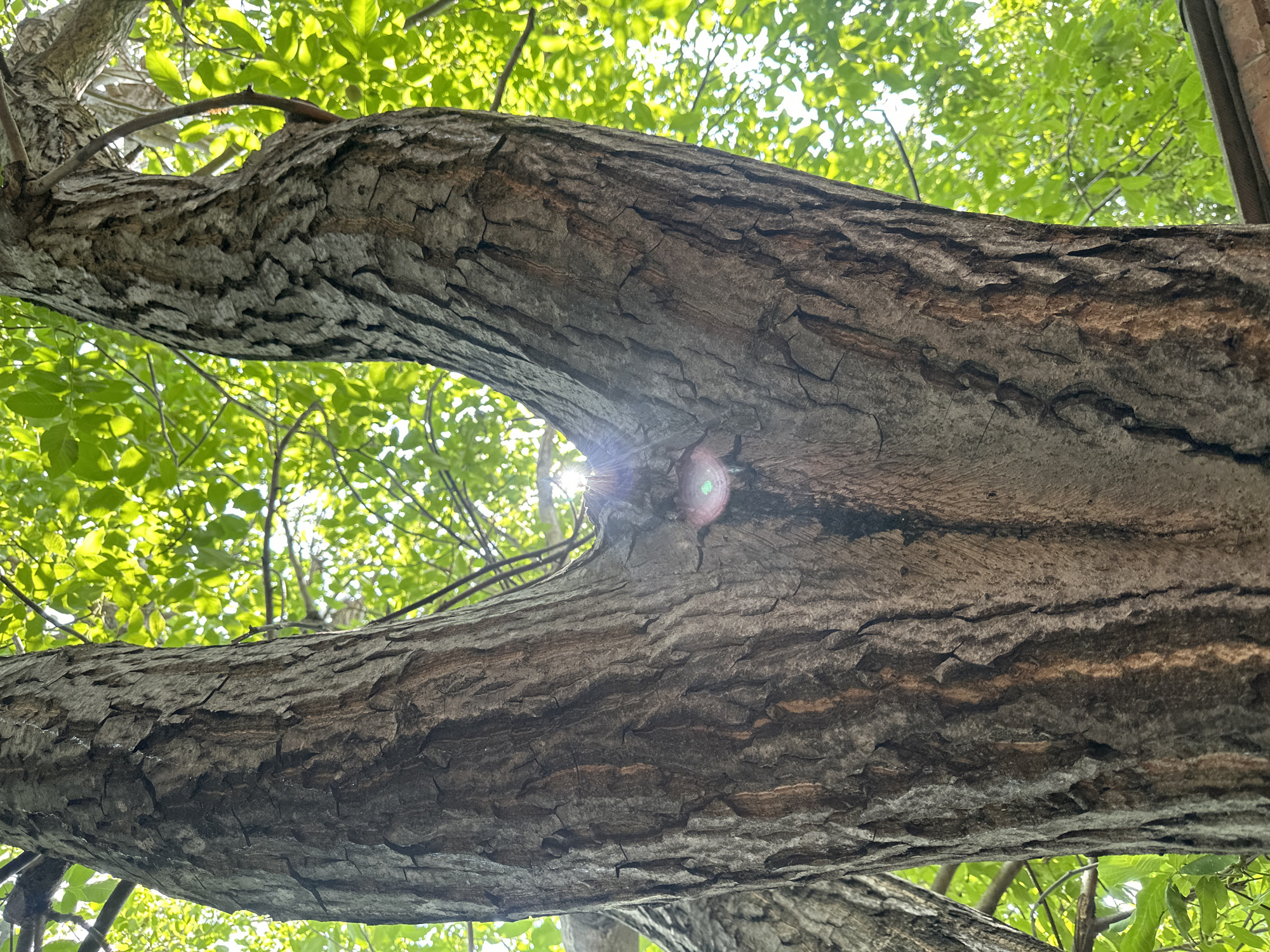 A low-angle, close-up shot focuses on the rough, textured bark of a tree trunk, which splits into two main branches. Sunlight filters through vibrant green leaves overhead, creating a dappled effect and a bright lens flare in the center of the frame. The scene is set outdoors, likely in an urban environment, with a hint of a brick structure visible at the bottom right edge of the image. The overall impression is one of natural beauty and the interplay of light and shadow within a tree canopy. There are no people or animals visible in the image.