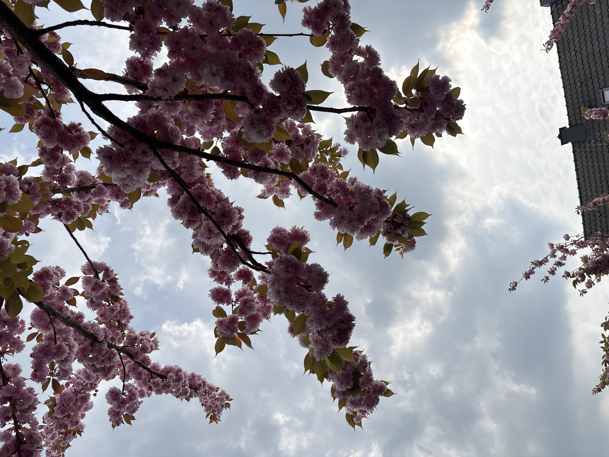 The media file captures an upward perspective of cherry blossom branches against a cloudy sky during daytime. Dominating the foreground and stretching across the frame are several branches laden with clusters of pink cherry blossoms and some bronze-green leaves. The flowers are densely packed and appear to be in full bloom.
The sky is filled with light to dark grey clouds, with brighter patches indicating sunlight attempting to break through. This suggests a slightly overcast or partly cloudy day. In the upper right quadrant of the image, the dark grey, textured roof of a building, likely residential, is partially visible, providing a contrasting architectural element to the natural scene. The roof features dark, possibly slate or concrete, tiles and a small, dark rectangular structure, possibly a window or vent.
No specific activity or people are depicted. The scene is static, focusing on the natural beauty of the blossoms and the atmospheric sky. The overall impression is one of spring, tranquility, and natural splendor against an urban or suburban backdrop. There is no visible text in the image.