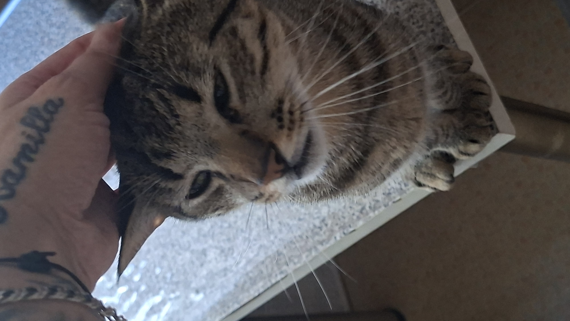 In the city of Myadzyel, Belarus, a tabby cat rests its front paws on the edge of a light-colored countertop. The cat's face is partially obscured as a human hand gently strokes its head. The hand has a tattoo on the back that reads "Kamilla" in cursive. The environment appears to be indoors, with the countertop likely being a kitchen counter or a similar surface. The background is blurred, but suggests a domestic setting.