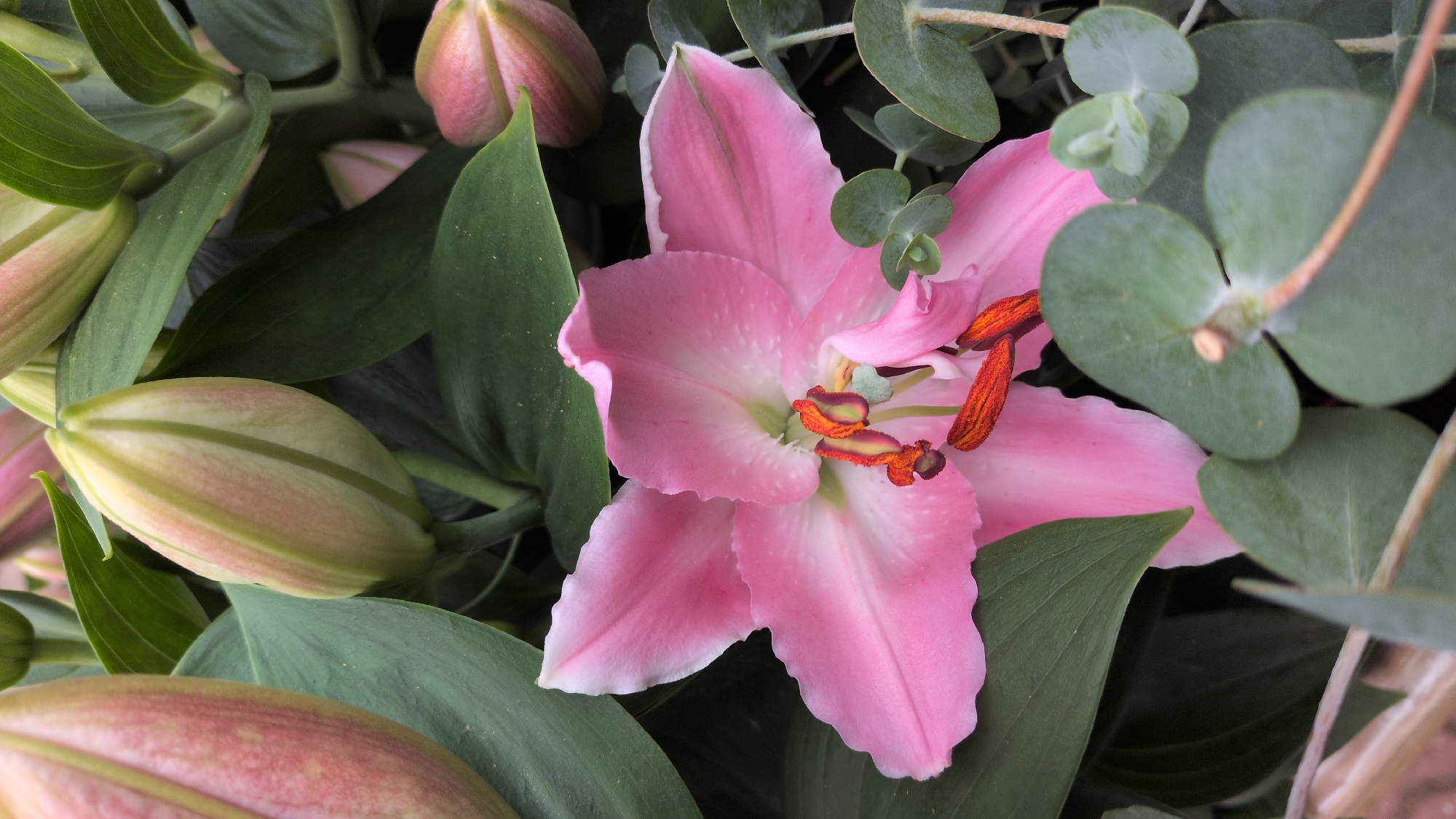 The image displays a close-up view of several pink lily buds and one fully bloomed pink lily, interspersed with dark green foliage and some rounded, grey-green leaves that appear to be from a eucalyptus plant. The fully bloomed lily, positioned in the center, has delicate pink petals with white accents and prominent orange stamens. The buds are elongated and pointed, showing hints of pink and green. The overall impression is of a lush floral arrangement, possibly in a garden or a florist's shop. No specific location within Kölleda, Germany can be identified from the visual information provided.