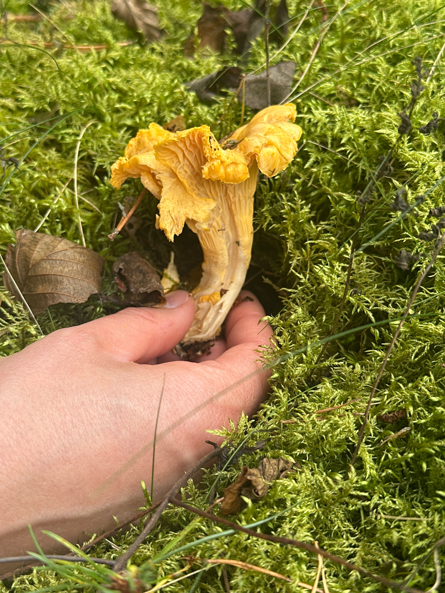 The image shows a person's hand gently holding a single, bright yellow chanterelle mushroom. The mushroom has a distinctive trumpet shape with wavy, forked gills running down its stem. The hand is positioned in the lower left of the frame, and the fingers are cupping the mushroom's base, supporting it against the surrounding environment. The background is a dense carpet of vibrant green moss, interspersed with dry brown leaves and thin, dark twigs, suggesting a forest floor setting. The lighting appears natural, casting soft shadows and highlighting the textures of the moss and mushroom. The overall scene evokes a sense of foraging and discovery in a natural, possibly damp, environment. The location is identified as Мядзельскі сельскі Савет, Belarus, a rural administrative area within the Minsk Region, known for its natural landscapes and forests.