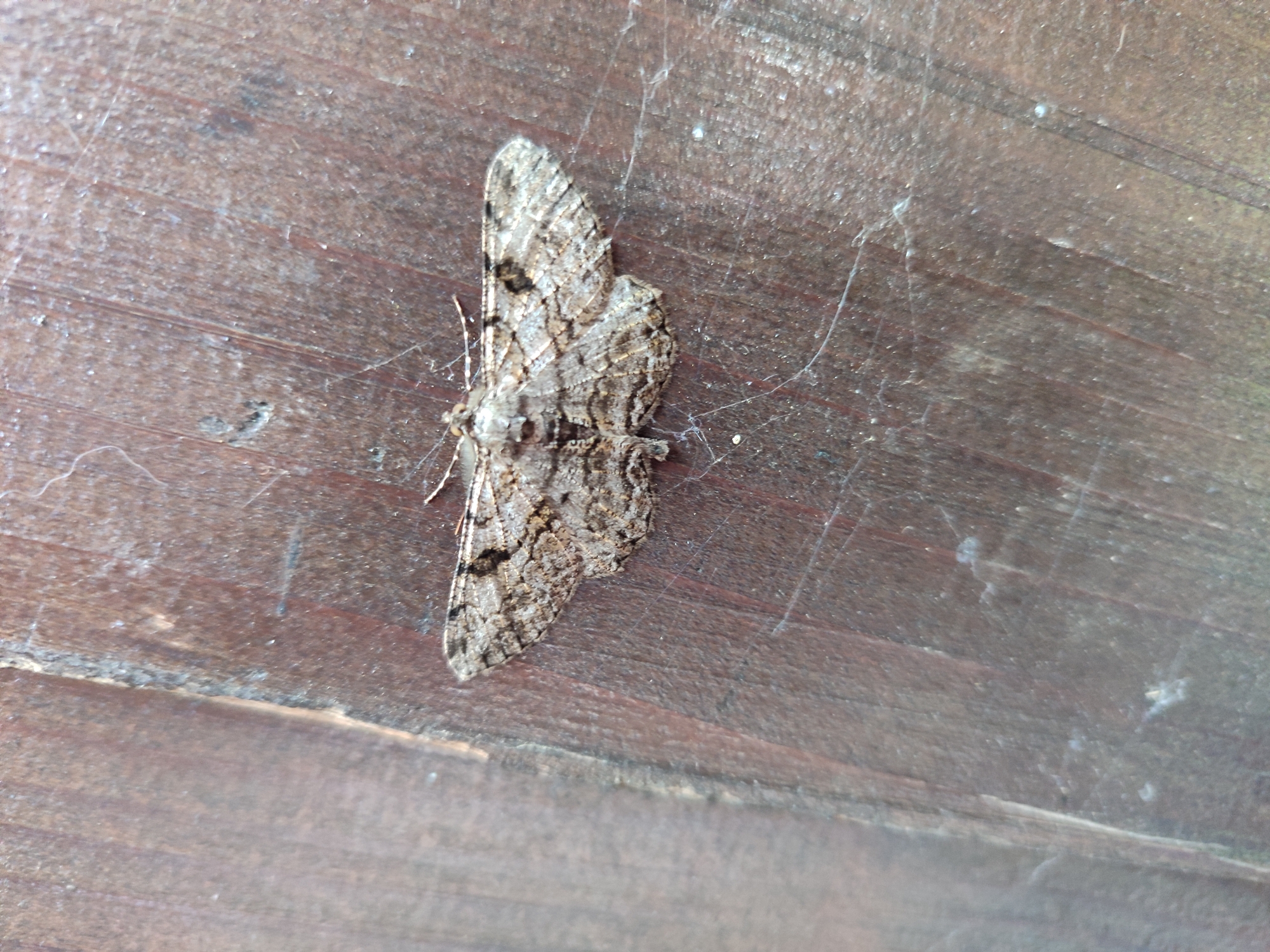 A mottled grey and brown geometrid moth, exhibiting cryptic camouflage, rests vertically on a dark reddish-brown wooden surface in Varshilo, Bulgaria. The wood displays visible grain lines, minor surface scratches, and a thin accumulation of dust and fine, delicate cobwebs, particularly concentrated to the right and above the moth. No other subjects or actions are present in the image.