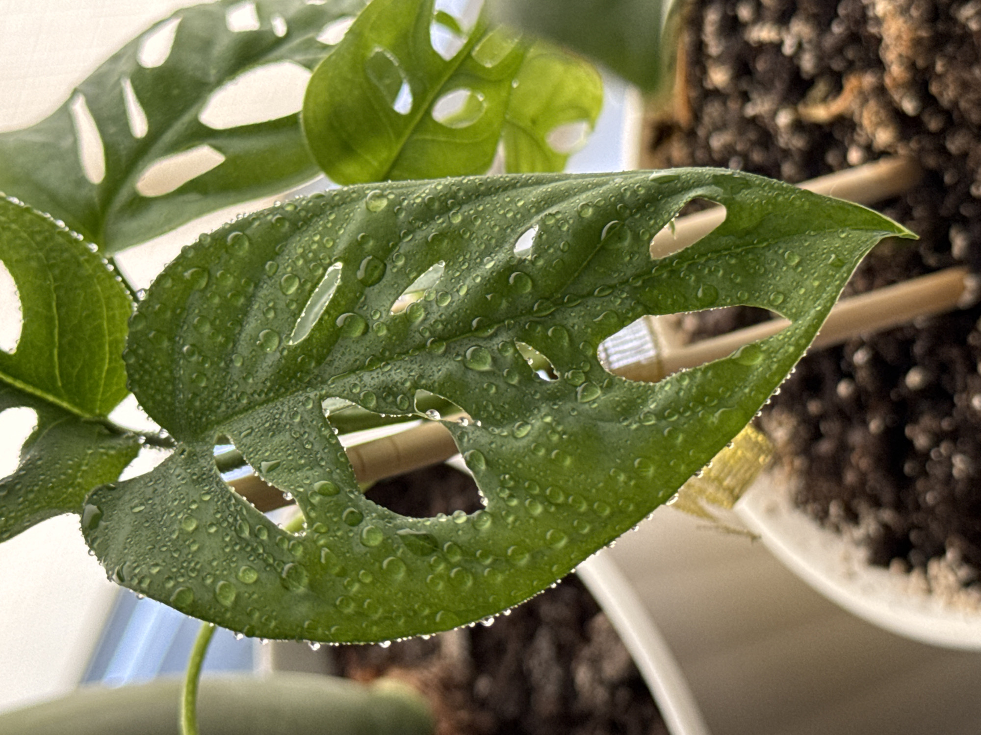 The image shows a close-up of a green Monstera adansonii leaf covered in water droplets. The leaf has characteristic fenestrations (holes). The plant is in a pot with dark soil, and a white pot is visible in the foreground. Wooden stakes are supporting the plant. In the background, a blurred window with a light blue sky is visible. The image does not contain any information to indicate its location in Troitske, Ukraine.