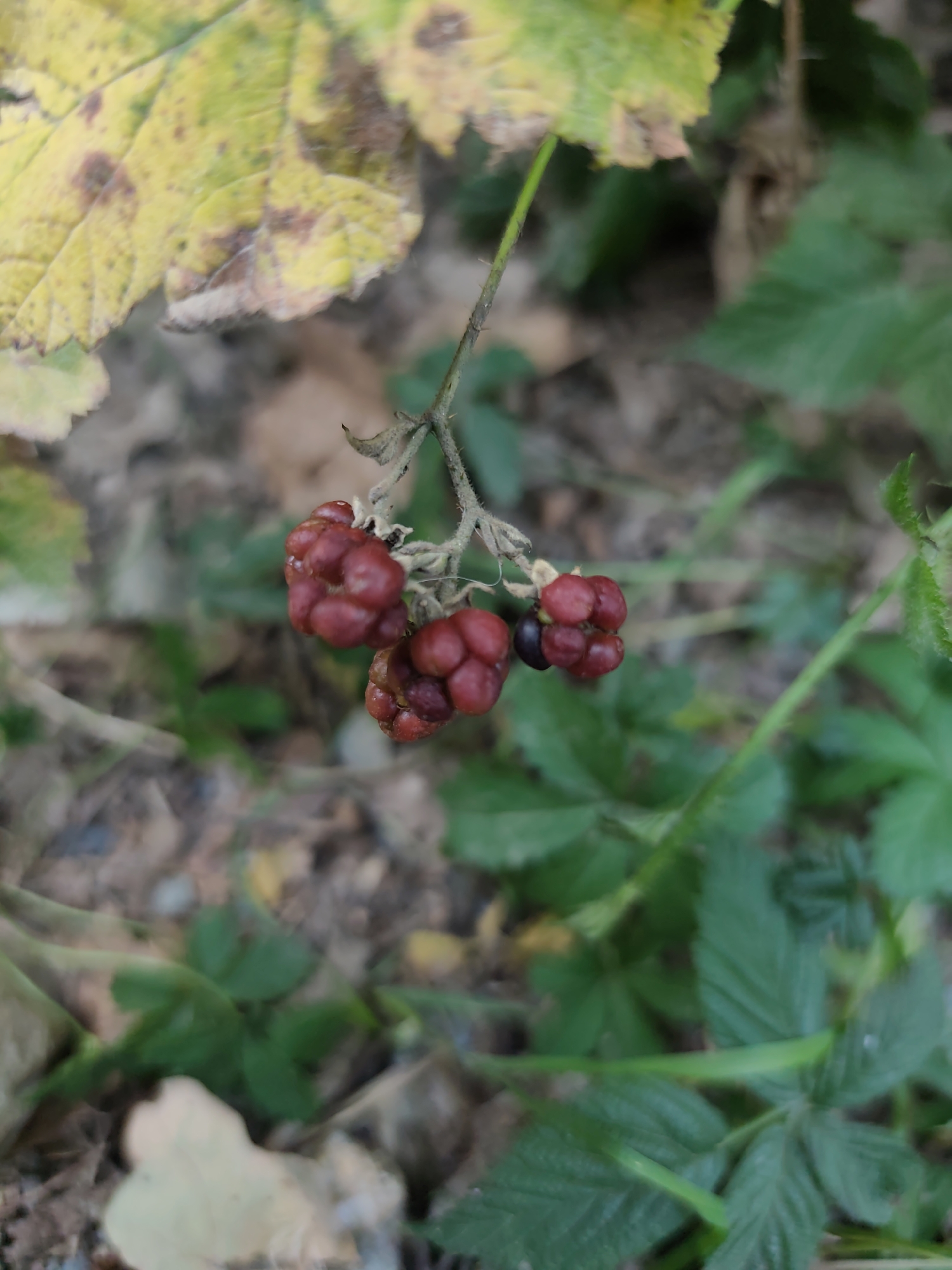A close-up, shallow depth of field shot focuses on a cluster of unripe blackberries on a thorny vine. One blackberry is black, while the others are a deep reddish-purple. A partially yellowed leaf with brown spots hangs above the berries. The background is blurred, showing green leaves and dry ground with fallen leaves and twigs. The scene is likely in a natural or semi-natural setting within Prague, Czechia, such as a park, garden, or woodland edge. No people or actions are depicted.