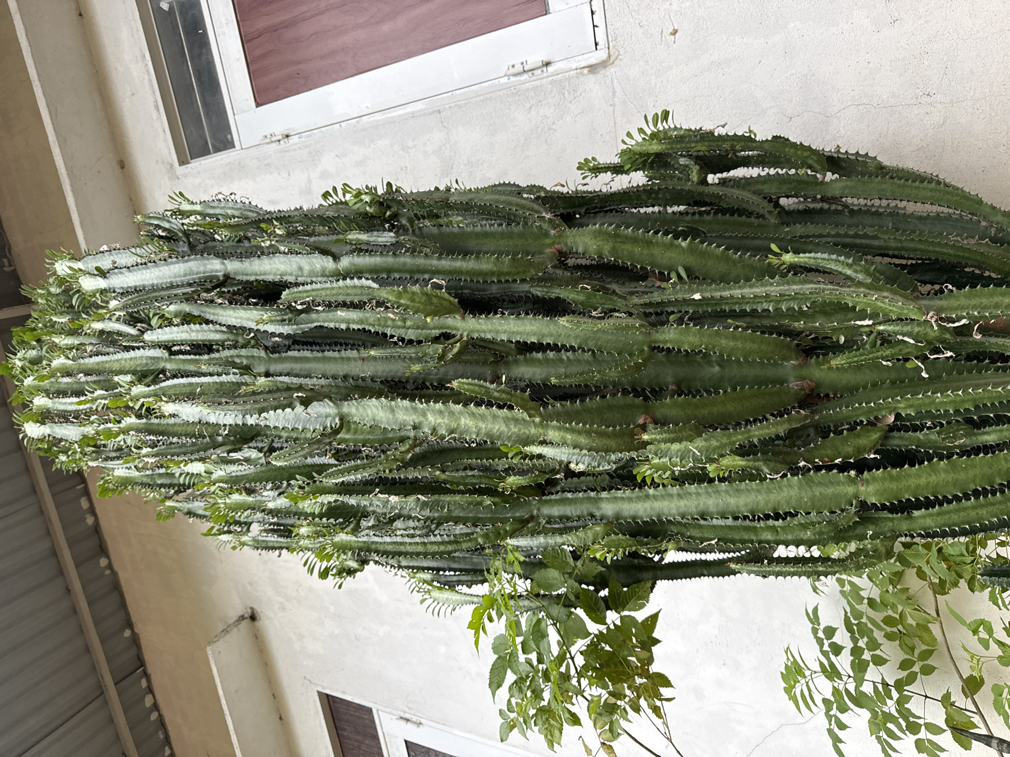 The image, taken in Bo Y, Vietnam, presents a striking, dense succulent plant growing against a light-colored building wall during the daytime. The plant, likely a species of Euphorbia such as an African milk tree (Euphorbia trigona) or similar, is very tall and robust, featuring numerous dark green, ribbed stems packed closely together. Each stem exhibits prominent, wavy ridges lined with small, dark, pointed protuberances and sparse, light green leaves or new growth.
The plant fills the majority of the frame, towering against an off-white or beige textured wall. A window with a white frame and dark glass is partially visible in the upper portion of the wall, and a silver-colored latch is discernible on the window frame. Towards the bottom right, a few leafy branches from a different, broad-leaved plant are seen, providing a softer green contrast to the succulent's rigid form. The scene depicts an outdoor setting, likely a garden or courtyard. There are no people visible, nor any discernable text. The lighting is bright and even, indicating fair weather during the day.
