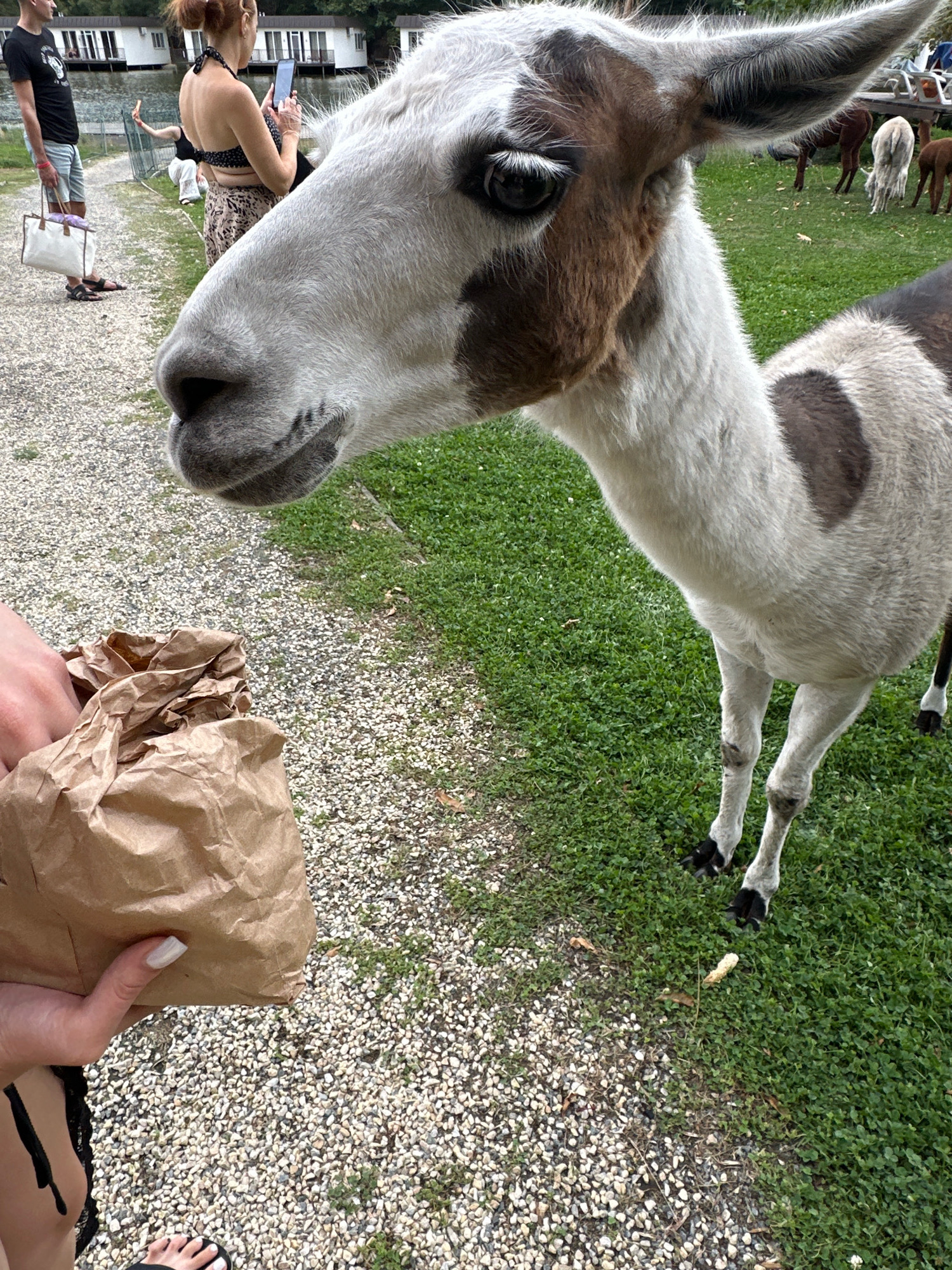 In Orlivshchyna, Ukraine, a person holds a brown paper bag of food near a llama. The llama, primarily white with brown markings on its face and body, is positioned to the right of the frame, its head and neck filling a significant portion of the image. Its eye is dark and prominent, and its ears are pointed upwards. The llama's mouth is open as it appears to be reaching for the food. The ground is divided into a gravel path on the left and a grassy area on the right, where other llamas are visible in the background grazing. In the upper left of the image, a man wearing a black t-shirt and shorts stands holding a white bag, and another woman in a bikini top and patterned skirt is visible in the distance, taking a photo with her phone. The background also shows a row of white buildings by a body of water.
