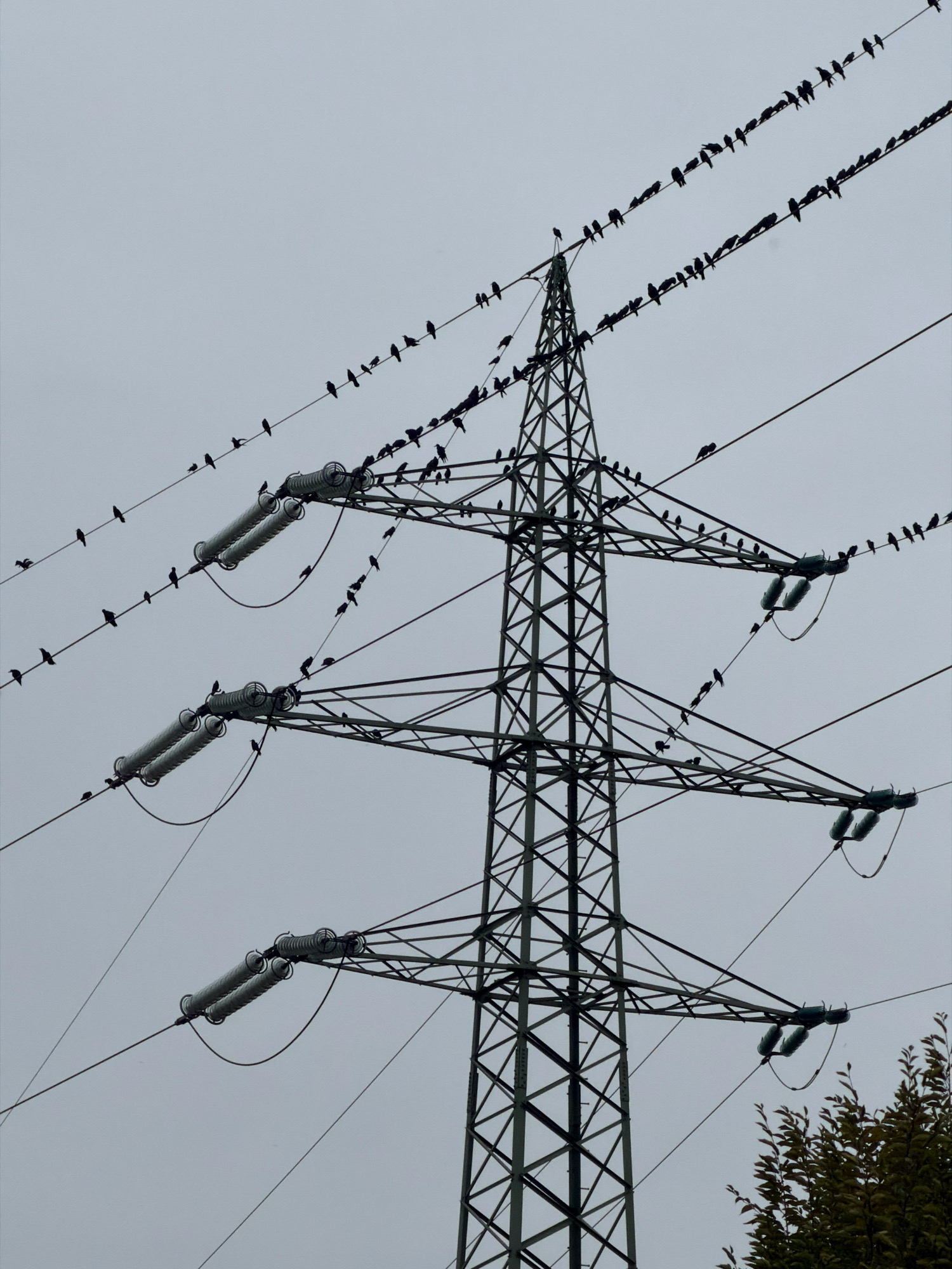 A tall, dark metal electricity pylon stands against an overcast, pale grey sky. Numerous small, dark birds are perched on the power lines that extend from the pylon. The birds are silhouetted against the sky and are spread across multiple lines. Two large, cylindrical insulators are visible on the pylon, attached to the wires. In the lower right corner of the image, the dark green foliage of a tree is visible. The image appears to be taken from a low angle, looking up at the pylon and wires. The pylon is a steel lattice structure. The power lines are thick and dark. The overall scene is muted in color due to the overcast weather.