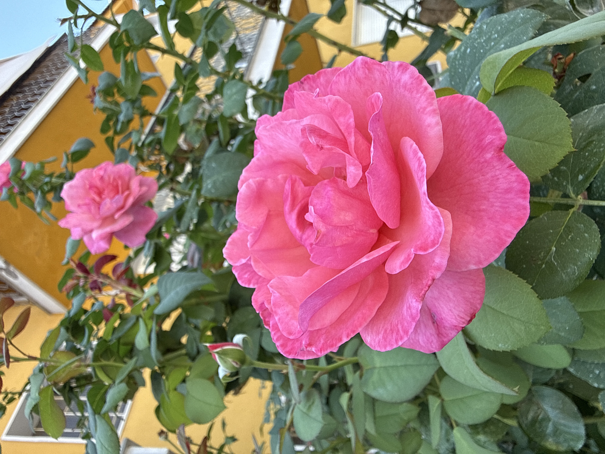 A close-up shot focuses on a vibrant pink rose in bloom, its petals unfurling with delicate precision. The rose bush, laden with lush green leaves, is set against a backdrop of a bright yellow building, partially visible with white-framed windows and a decorative white railing. In the background, another pink rose and a tightly closed rosebud can be seen among the foliage. The scene appears to be located outdoors, likely in a garden or on a balcony, given the presence of the building and the blooming flowers. This scene is located in Blanes, Spain.