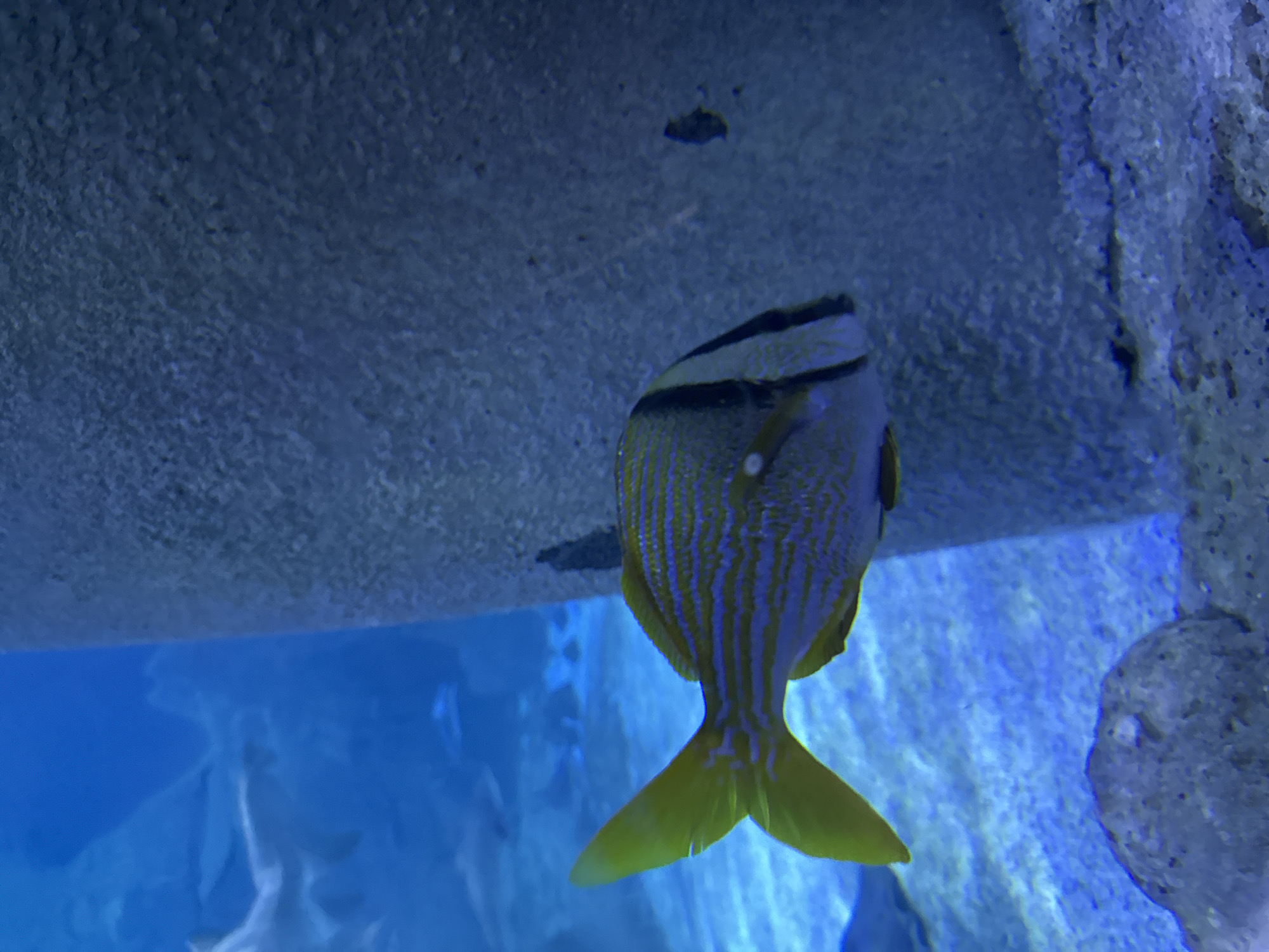 A yellow-tailed fish with blue and yellow stripes swims in an aquarium. The fish is positioned to the left of a large, textured, cylindrical structure that takes up the right half of the frame. The background is a deep blue with a sandy floor. There are some rocks and other faint shapes visible in the blue water. The overall lighting suggests an underwater environment.