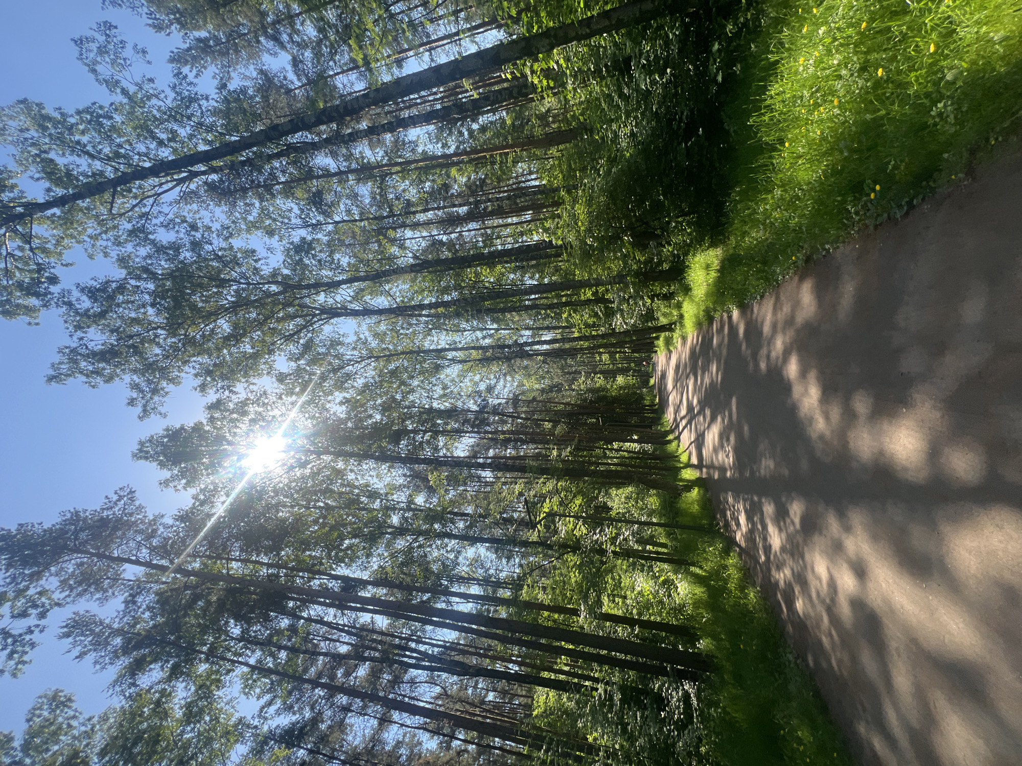 A sun-drenched forest path is captured in a vertical outdoor photograph. The unpaved path, appearing to be dirt or gravel, extends into the distance, exhibiting lighter patches contrasted with pronounced, elongated shadows cast by the surrounding trees. These shadows, along with a bright sunburst visible through the canopy, suggest either an early morning or late afternoon setting.
Tall, slender trees with dense green foliage line both sides of the path, creating a natural tunnel effect. Glimpses of a clear blue sky are visible through the leaves and branches, particularly prominent in the upper left quadrant where the sun shines directly, creating a distinct lens flare. The light illuminates the path and the vibrant green undergrowth, which consists of lush grass interspersed with numerous small yellow wildflowers. No people or animals are visible, contributing to a sense of tranquil serenity. The scene is bathed in natural light, with strong contrasts between sunlit and shaded areas. No text is visible in the image.