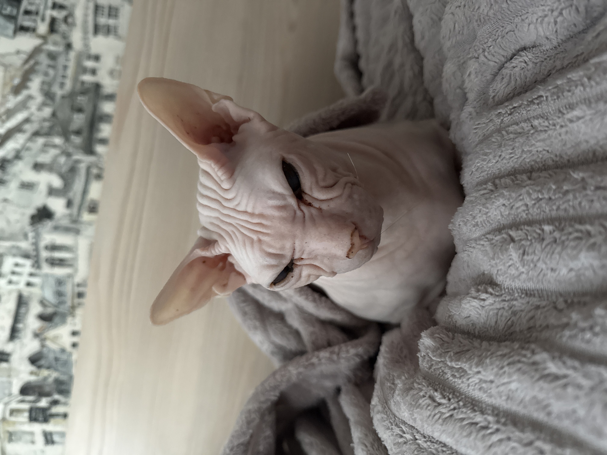 A Sphynx cat rests in a soft, gray blanket. Its skin is pale pink and heavily wrinkled, especially on its face. Its large ears are pale pink. The cat's eyes are closed. Part of a wall with a cityscape-patterned wallpaper is visible in the background. I am unable to determine the location in the city of Krasnoyarsk, Russia.