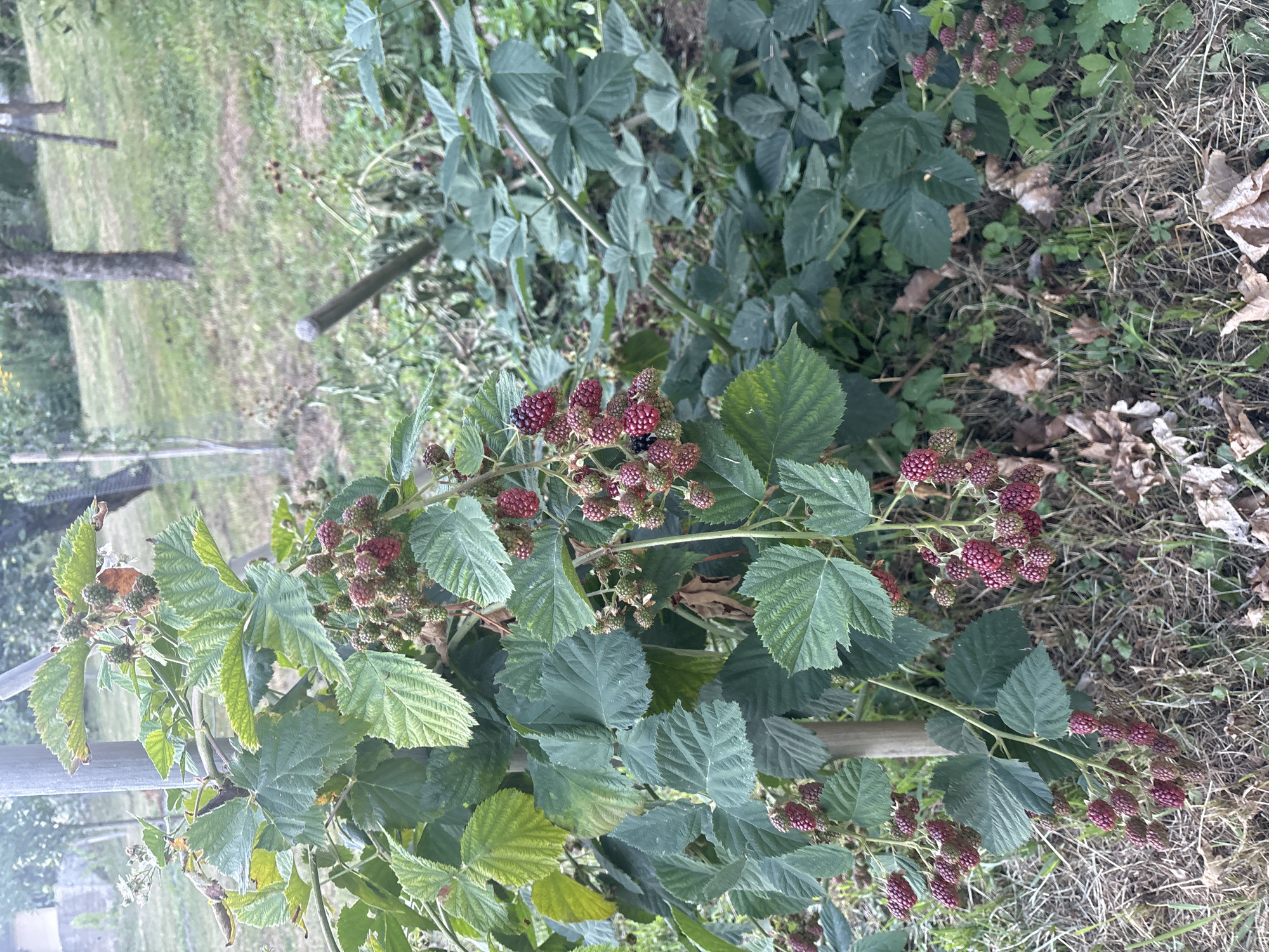 In Dolenje Grčevje, Slovenia, a blackberry bush is captured in an outdoor setting, likely a garden or yard. The bush, supported by a wooden stake, displays numerous ripening berries in various stages of development, ranging from green to deep red. Lush green leaves with serrated edges are abundant on the plant. The ground beneath is covered with dry grass, scattered leaves, and small green clover-like plants. In the background, other trees and vegetation are visible, suggesting a natural or semi-natural environment. No people are present in the image.