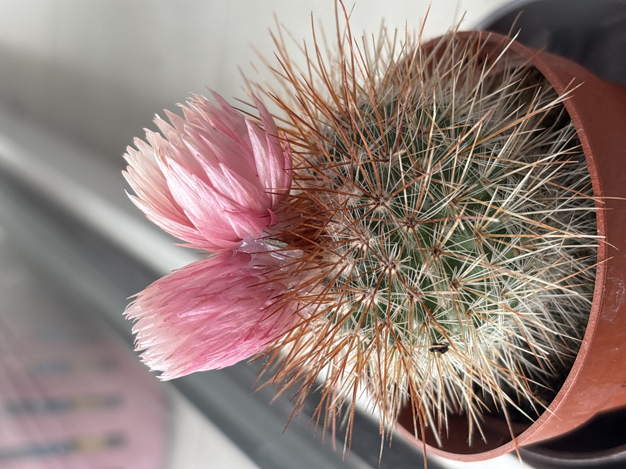 A close-up, high-angle shot reveals a small cactus with a prominent pink flower, housed in a terracotta pot. The cactus itself is round, with numerous tan and white spines radiating outward. The flower is large and appears to be made of delicate, papery petals. A small, dark object is visible among the spines of the cactus. The pot is placed near a window, with a blurred background suggesting an interior setting. The exact location in the city of Troyan, Bulgaria is not discernible from the image.