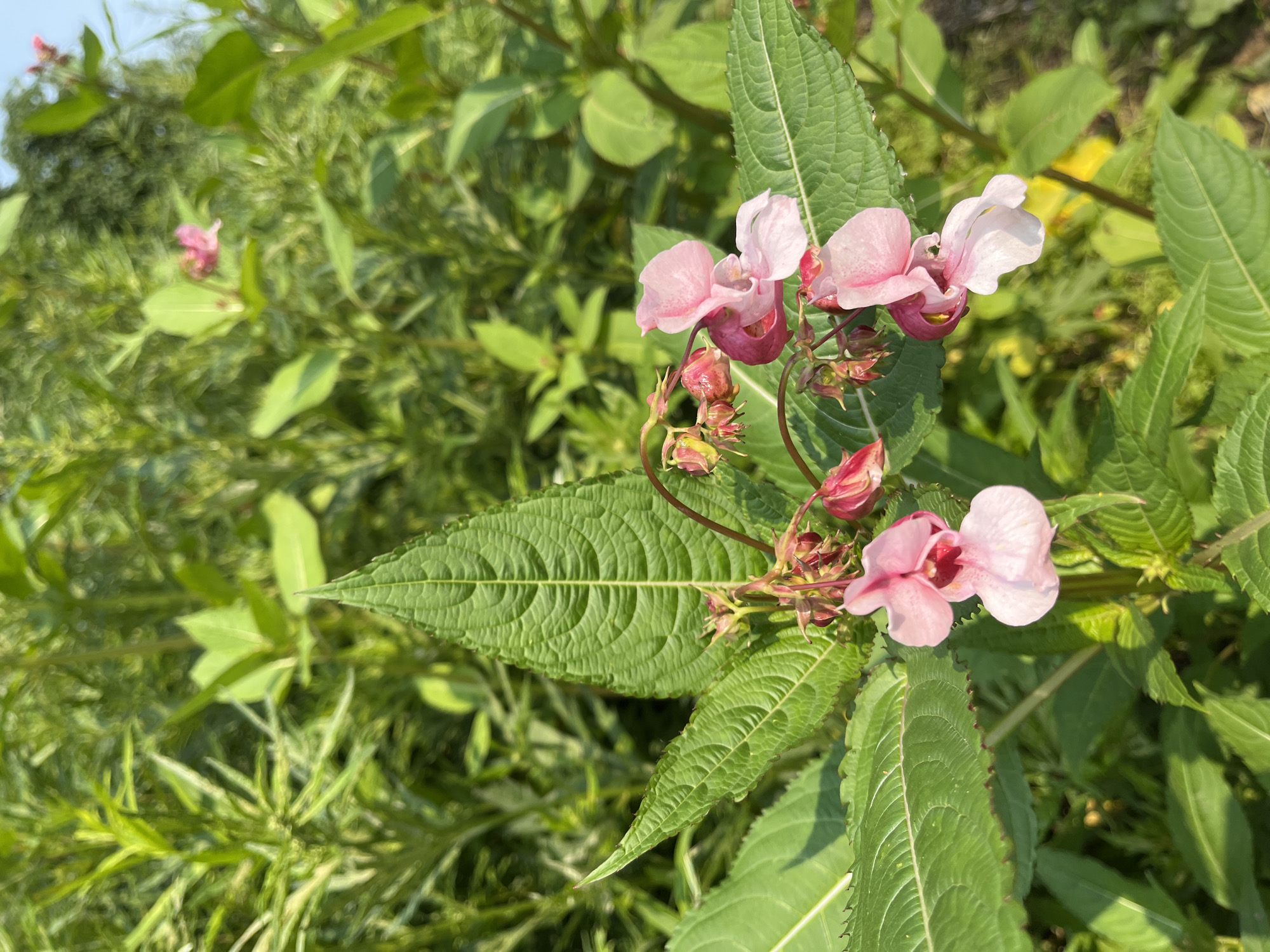 A close-up, eye-level shot captures a cluster of delicate pink and white flowers, identified as Himalayan Balsam (Impatiens glandulifera), blooming amidst lush green foliage. The flowers are adorned with darker pink or reddish centers, and their petals are a soft, translucent pink, with some appearing almost white. They hang in clusters from thin, reddish stems, with a few smaller buds visible. Prominently featured are several large, serrated green leaves with distinct venation patterns. The background is a soft blur of more green vegetation, suggesting a natural setting. The lighting indicates it is daytime, with sunlight casting a warm glow on the scene. The overall impression is one of natural beauty and botanical detail. There is no indication of the city of Petropavlovsk-Kamchatsky, Russia, within the image itself.