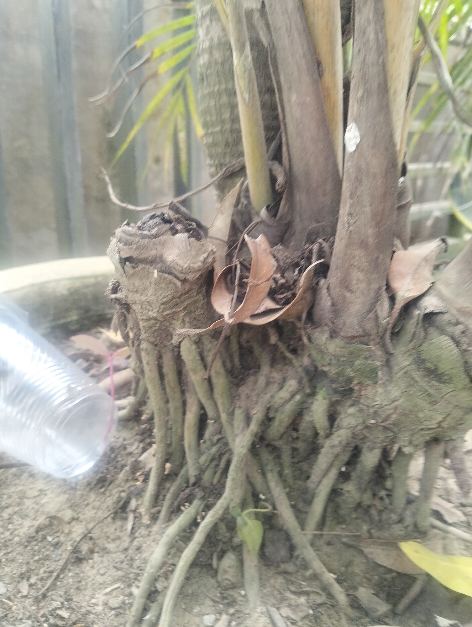 A close-up, ground-level shot shows the gnarled, exposed roots of a plant, likely a palm tree, emerging from the soil within a large, light-colored pot. The roots are thick, fibrous, and a mixture of brown and green hues. Some dried brown leaves are scattered amongst the roots and around the base of the plant's thick, woody trunk. To the left of the image, a clear plastic cup lies on its side in the soil, reflecting light and appearing partially full. In the background, the scene is blurred, with hints of green foliage and a light-colored wall or fence. The overall environment suggests an outdoor setting, possibly a garden or yard. There is no indication of people or any specific location within Payagaboh, Indonesia.