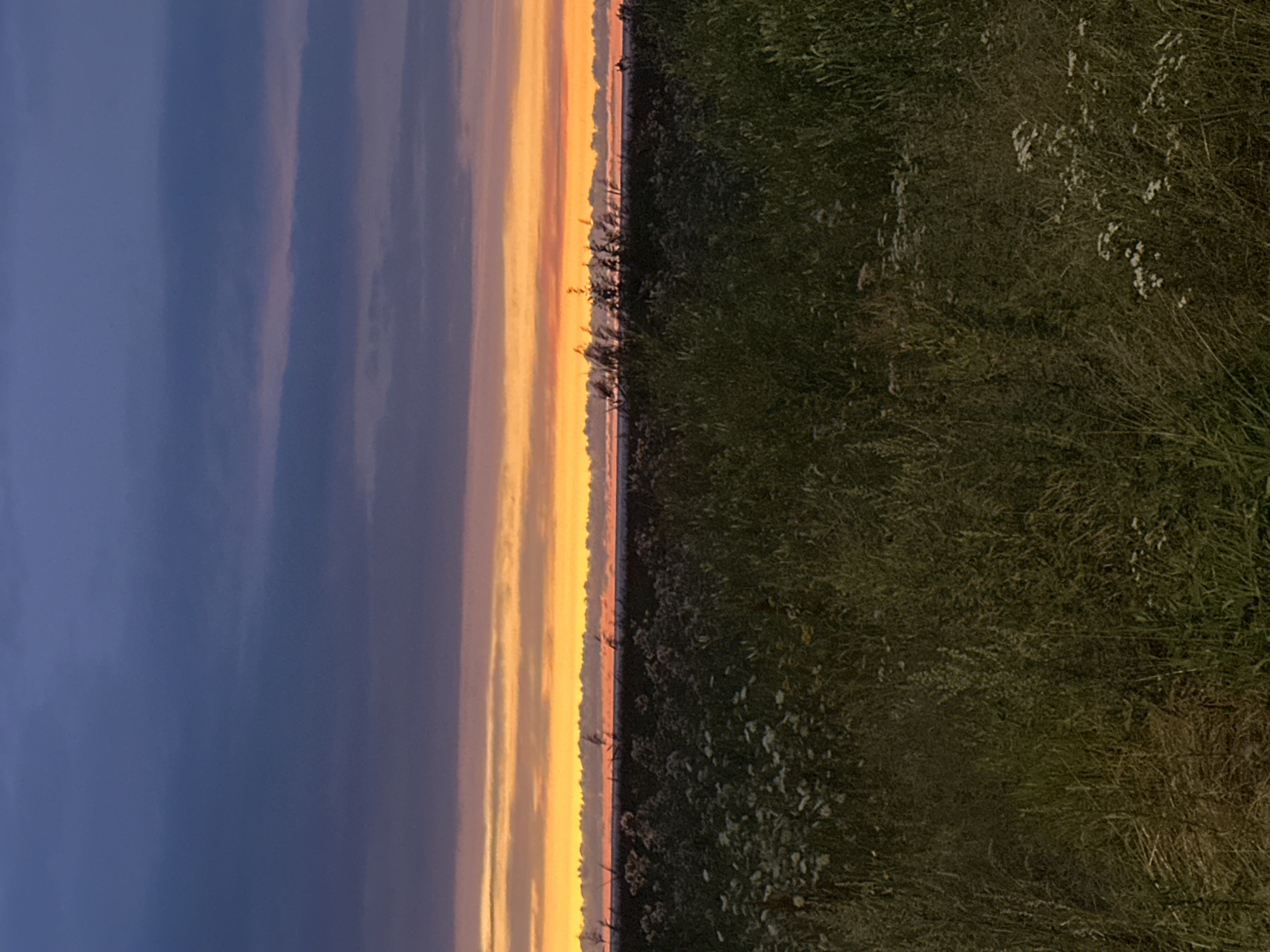 The image depicts a twilight scene over a field of tall grass and wildflowers, with a vibrant sunset in the background. The sky transitions from deep blue at the top to bands of orange and yellow near the horizon. The foreground is dominated by dense, green vegetation, with scattered white flowers visible. The overall impression is one of natural beauty and serenity. The location is specified as Tallinn, Estonia.