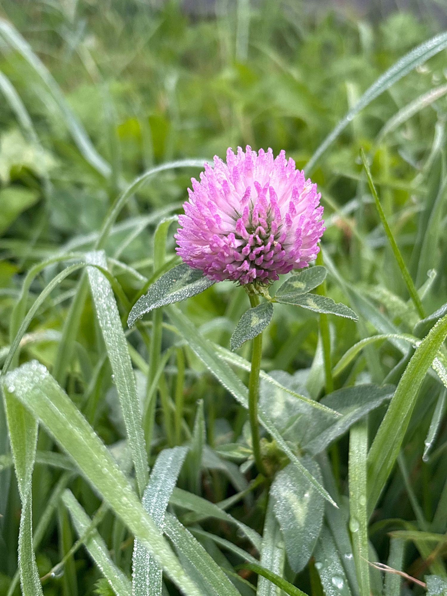 A close-up shot captures a single pink clover flower blooming amidst dew-covered grass in Семибратово, Russia. The clover head, composed of many tiny florets, is the primary subject, positioned slightly off-center to the right. Green grass blades surround the flower, many adorned with small water droplets, suggesting a recent morning dew or light rain. The background is a soft blur of green, indicating a shallow depth of field that keeps the focus on the clover and its immediate surroundings. The lighting is soft and diffused, creating a natural, outdoor scene.