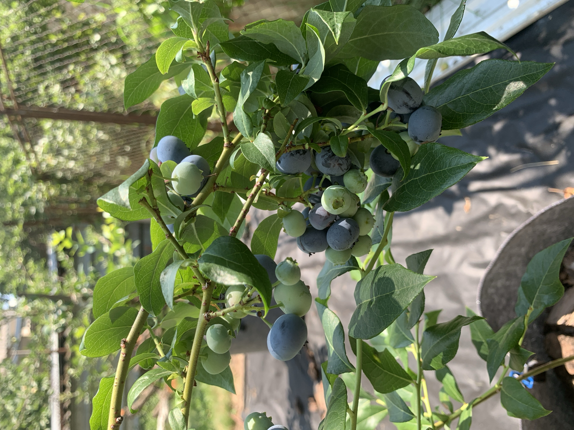This is a close-up photograph of a blueberry bush with ripening fruit and green leaves. The berries are in various stages of development, with some appearing green and others a deep blue. The bush is growing outdoors, with dappled sunlight filtering through the leaves. In the background, a blurred fence and greenery suggest a garden or natural setting. The photograph appears to have been taken in Kolomyia, Ukraine, based on the provided context.