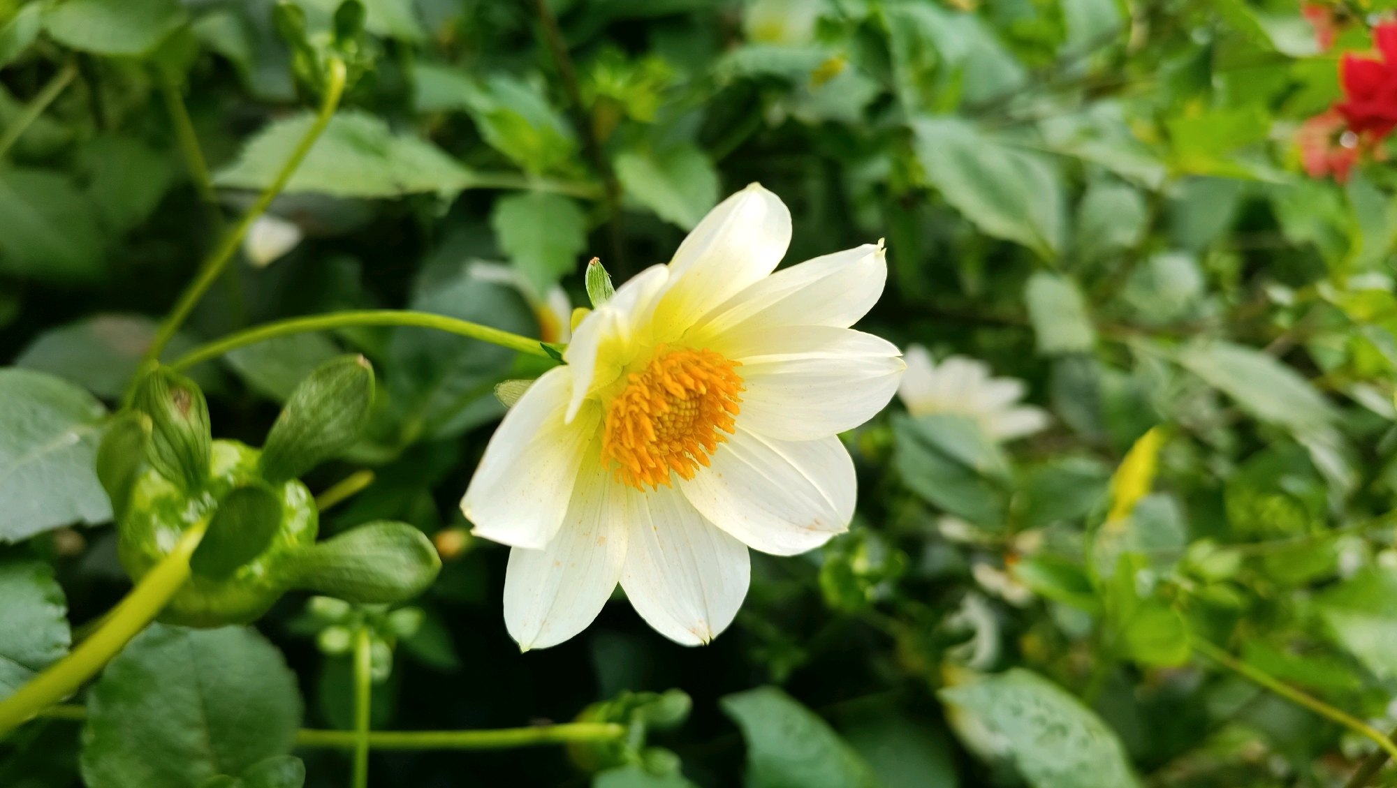 A close-up, eye-level, outdoor shot focuses on a white dahlia flower with a bright yellow center. The flower is in the foreground, slightly to the right of the center, with its petals gently unfurling. Behind the main subject, a soft-focus background of lush green foliage and other flowers, including a hint of red in the upper right corner, creates a natural garden setting. The image appears to be taken in Karsha, Russia, although this location is not visually discernible from the photograph itself. The lighting suggests it is daytime, with soft natural light illuminating the flower.