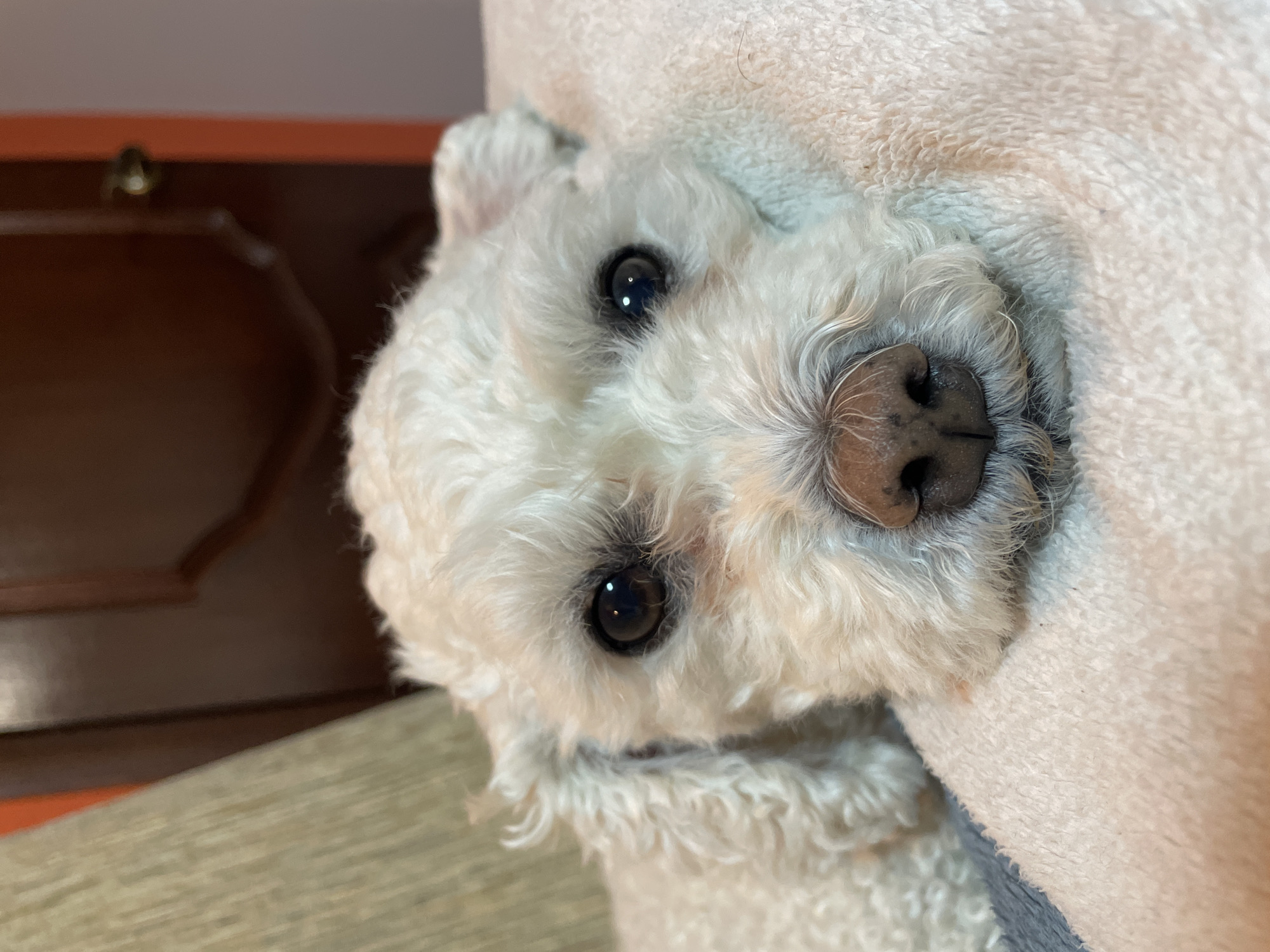 A close-up, tilted portrait photograph features a white, fluffy dog, likely a Bichon Frise or similar breed. The dog is looking directly at the camera with dark, round eyes. Its black nose is prominent, and the texture of its fur is detailed. The dog is partially nestled against a soft, white blanket or towel. In the background, a portion of a wooden cabinet or furniture piece is visible on the left, revealing dark wood and a metal handle. A light-colored surface, possibly a floor or another piece of furniture, is seen below the cabinet. There is no indication of Yekaterinburg, Russia, or any other specific location. No people or actions are visible.