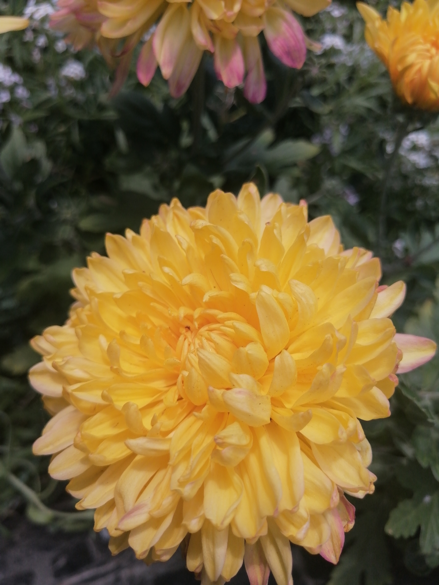 A close-up, eye-level, outdoor, medium shot captures a vibrant yellow chrysanthemum flower in full bloom, dominating the center of the frame. The flower exhibits numerous layered petals, with the outer petals showing subtle hints of pink at their tips. The background is softly blurred, revealing dark green foliage and a few smaller, out-of-focus yellow and pink flowers. The lighting suggests daylight, casting a gentle illumination on the flower. The image is a static composition, focusing entirely on the natural beauty of the plant. There are no people, animals, or man-made objects visible in the scene. The location is specified as Kremenchuk, Ukraine.