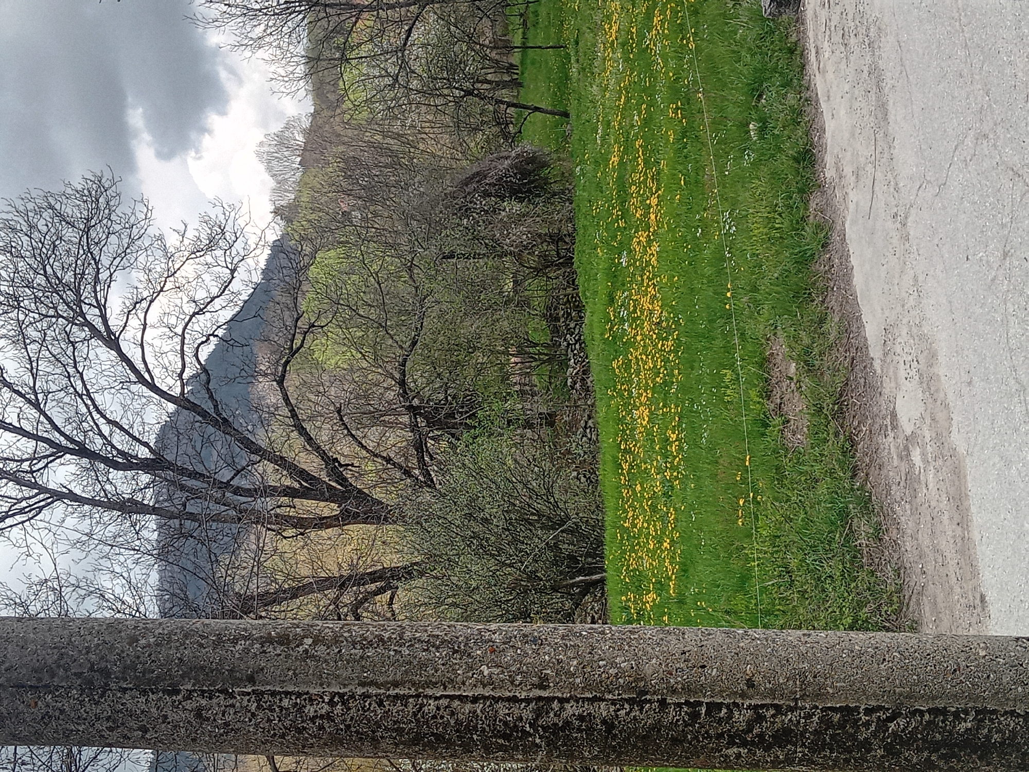 The image presents a rural landscape under a cloudy sky. A mountain is visible in the background, partially obscured by bare trees. In the foreground, a field of green grass speckled with yellow flowers stretches alongside a dirt road. A weathered concrete barrier runs along the bottom of the frame. The exact location and details about specific actions or interactions are not identifiable from the image.