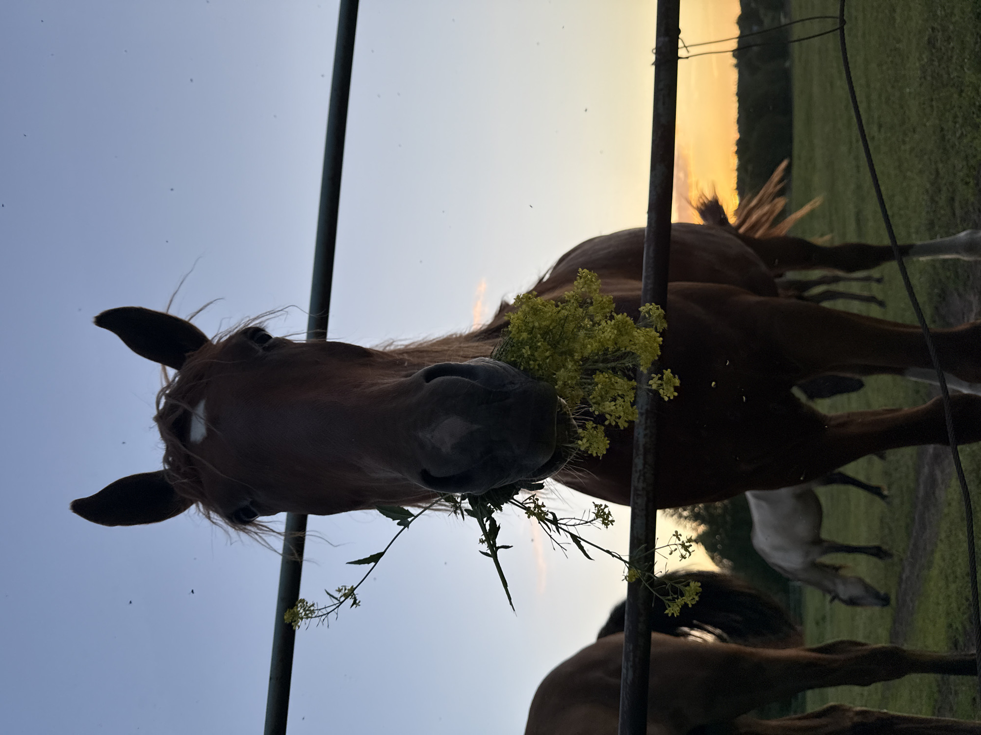 This is a medium shot, eye-level photograph of a horse in Opary, Russia. The horse is facing the camera and has yellow flowers in its mouth. The horse has a brown coat and a white blaze on its forehead. The horse is standing behind a metal fence. In the background, there are other horses grazing in a field. The sky is blue with some clouds, and the sun is setting, casting an orange glow over the scene. There are several small insects flying in the air.