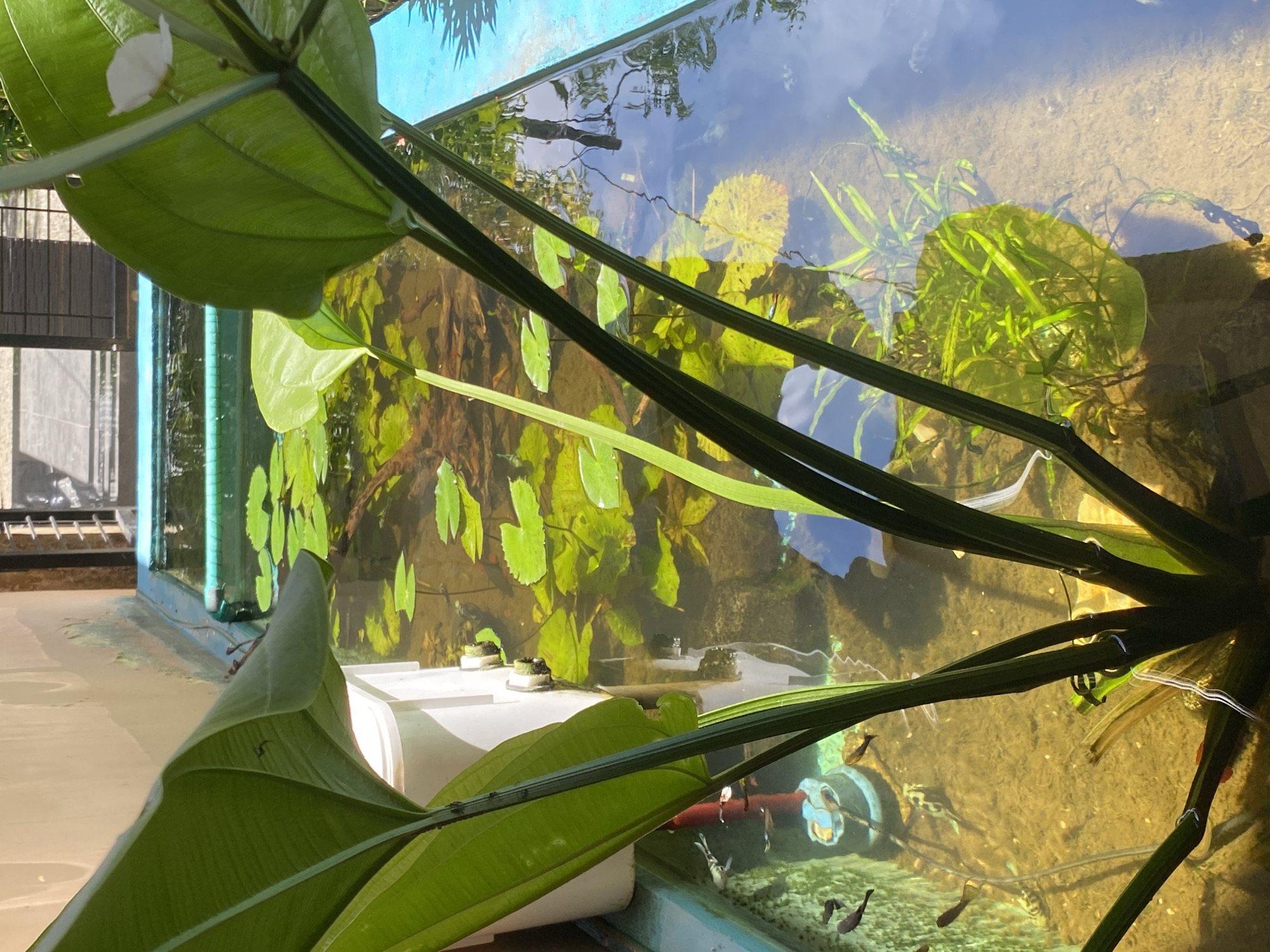 This is a close-up, eye-level shot of an outdoor aquatic habitat, possibly a pond or a large water feature, in an unknown urban location. The foreground is dominated by the thick, dark green stems and broad leaves of a lush aquatic plant, which partially obscures the view of the water.
The water itself is clear and relatively shallow, with a sandy or muddy bottom. Several small, dark-colored fish are visible swimming in the water, along with what appears to be a larger, striped fish near the bottom of the frame. Scattered across the surface of the water are numerous round, green lily pads, some of which have yellowing edges.
In the background, a white cylindrical object, possibly a filter or a container, is partially submerged along the edge of the habitat. Beyond this, the blue rim of the aquatic habitat is visible. The scene is bathed in bright sunlight, casting shadows and highlighting the textures of the plants and the water's surface. The overall impression is one of a well-established, naturalistic aquatic environment integrated into an outdoor setting.