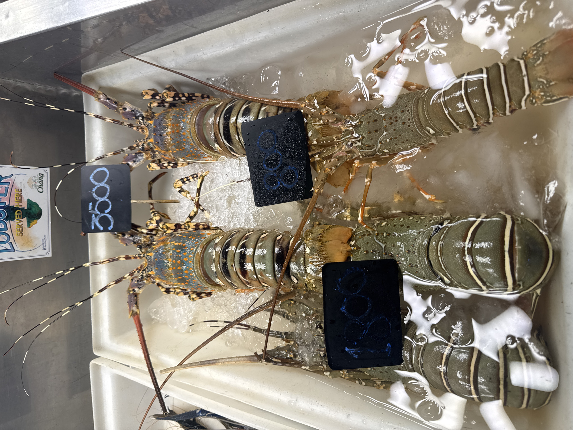 This is a close-up, high-angle, eye-level shot of four lobsters displayed on ice in a white plastic bin, likely at a seafood market or restaurant in Karon, Thailand. Two lobsters are more prominently featured in the foreground, with their tails submerged in water and ice. They are green-brown with distinctive lighter bands. Two other lobsters are positioned behind them, with their more colorful bodies and antennae visible. One of these has a price tag in front of it that reads "3500" in white chalk. Another price tag, also with white chalk writing, reads "800" and is placed in front of the lobster on the right. A third price tag in the lower left reads "1800". The lobsters' antennae are long and segmented. The background shows the interior of a market or store, with stainless steel surfaces. The lighting is bright, typical of a commercial setting. There are no people visible in the image.