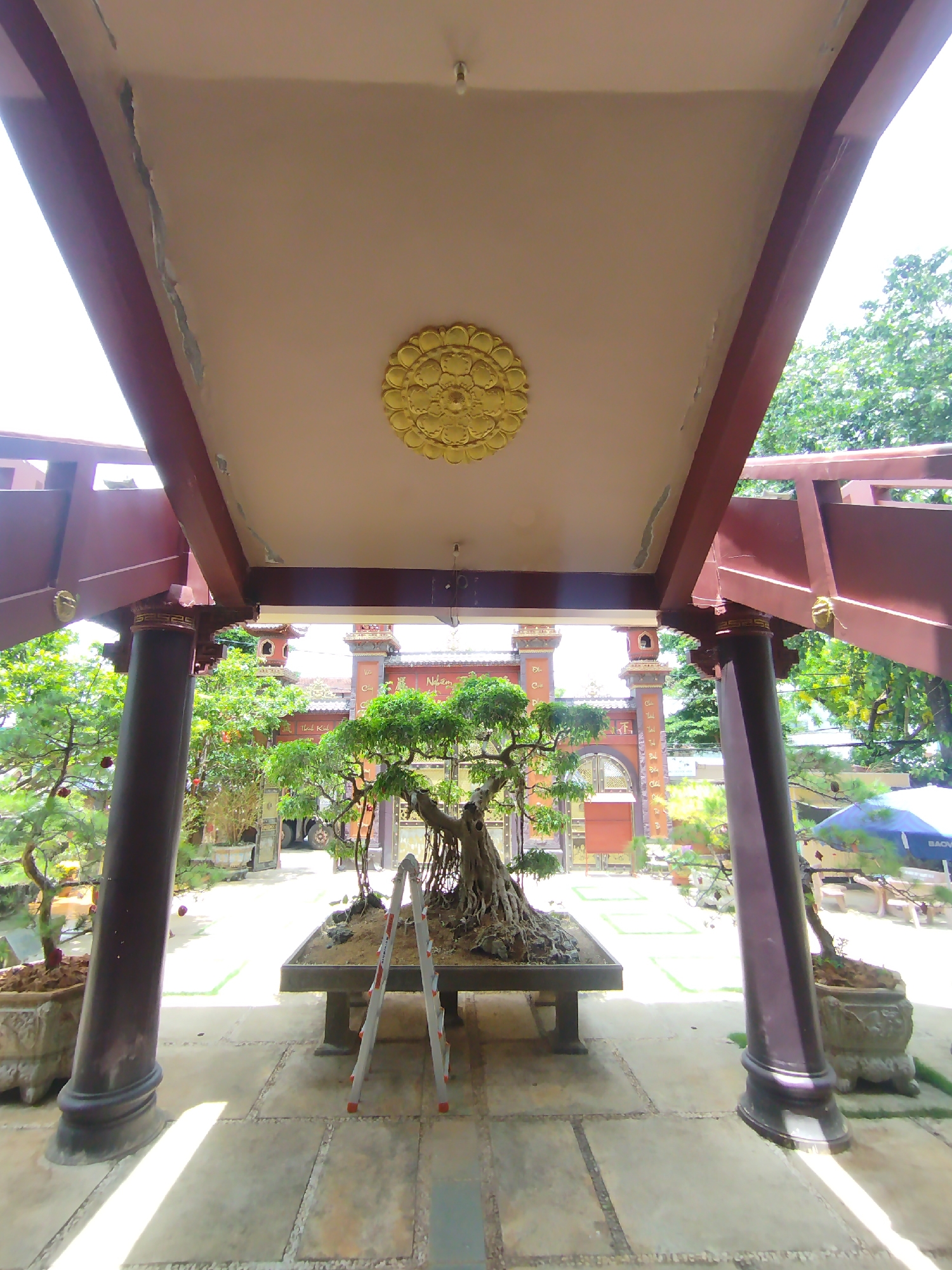 The image depicts a courtyard scene in Dien Hong Ward, Vietnam. The viewpoint is from under a covered structure with brown wooden beams and pillars. In the center of the courtyard, a bonsai tree sits on a table, with a ladder leaning against it. The courtyard floor is paved with light-colored tiles. Beyond the bonsai tree, there's an arched gateway to another part of the courtyard, with decorative details. Plants and trees fill the space around the courtyard. There are no people visible in the image.