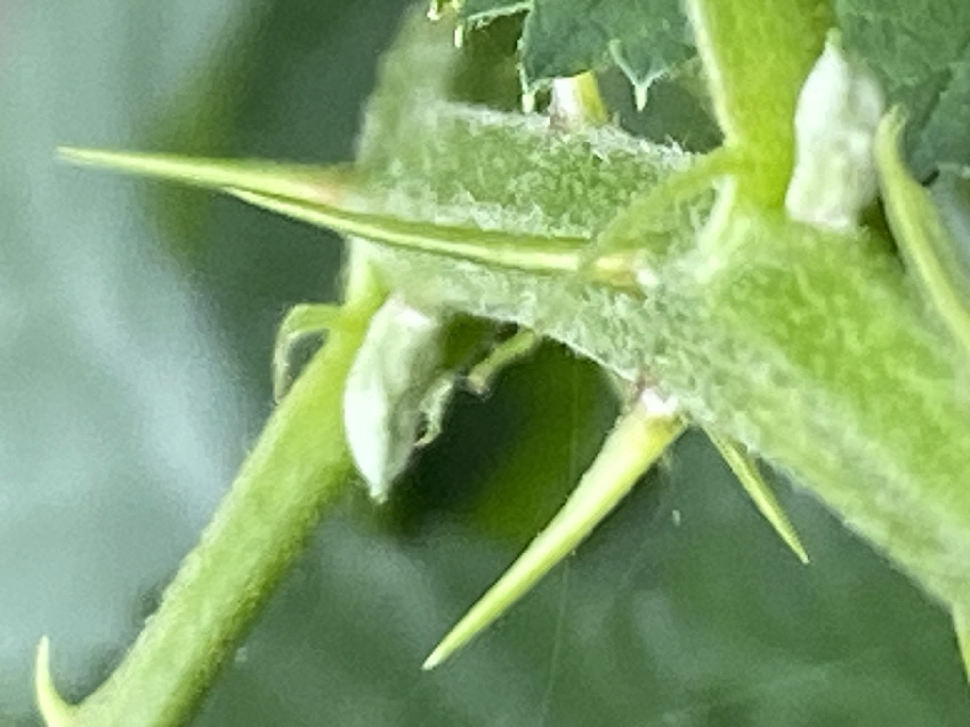 The image is a close-up, slightly blurry photograph of a thorny green plant stem. Several sharp, pale green thorns are visible, some pointing upwards and others outwards. The stem itself is thick and appears to be covered in fine hairs or a fuzzy texture. Small white buds or developing flowers are also present on the stem. The background is a soft, out-of-focus green, suggesting a natural environment. There is no indication of the city of Purkersdorf, Austria, in the image itself.