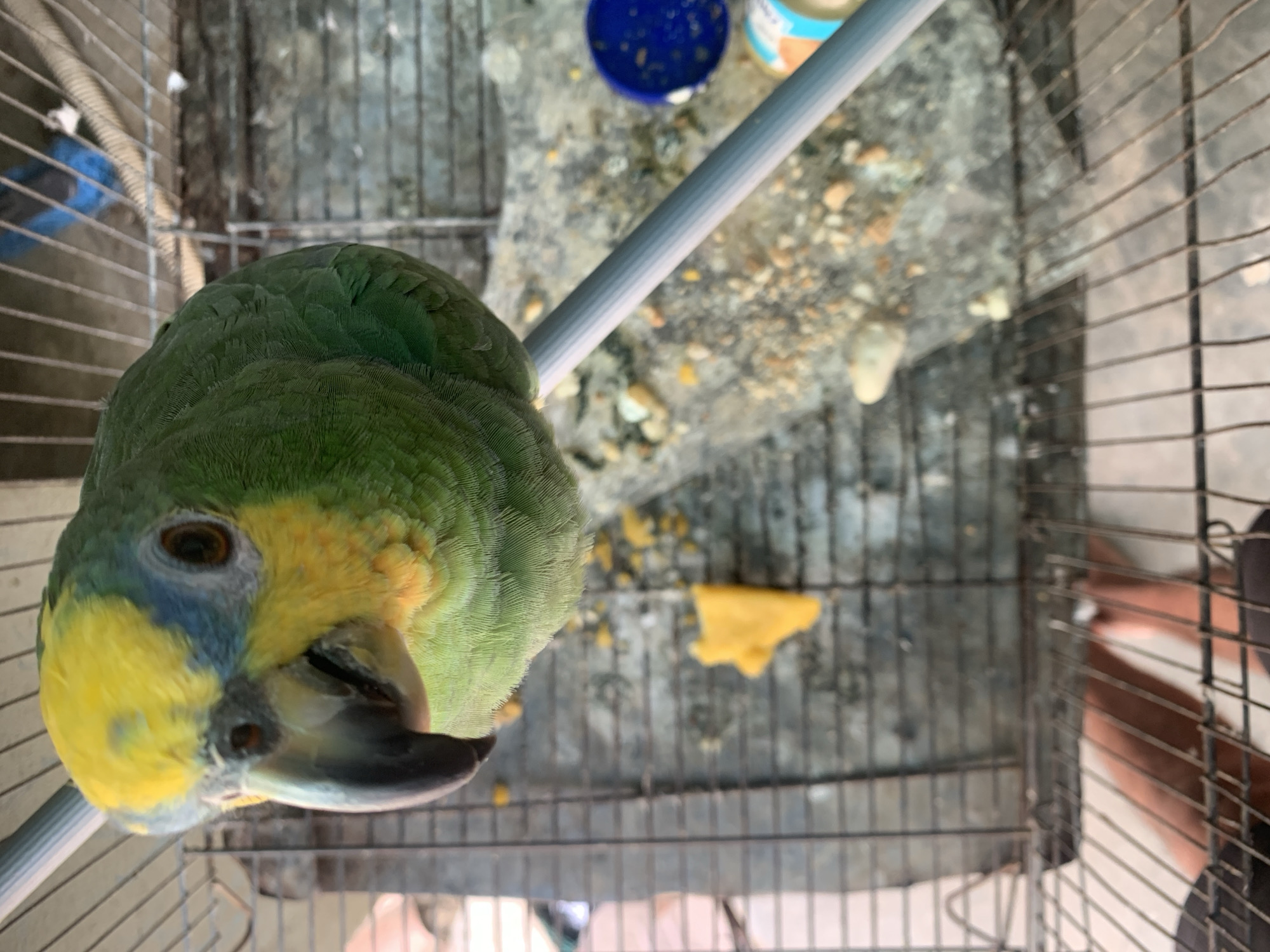 The image shows a close-up of a green and yellow parrot inside a cage. The parrot's head is the main focus, with its brown eye and dark beak visible. The parrot's body is mostly green with yellow and blue feathers around its face. The cage appears to be made of metal bars. In the background, there are some scattered pebbles and a blue plastic container, possibly a food or water dish. Part of a person's legs and arms are visible on the right side of the image, suggesting they are near or interacting with the cage. The scene appears to be indoors or in a sheltered outdoor area. The lighting suggests it could be daytime. There is no visible text in the image.