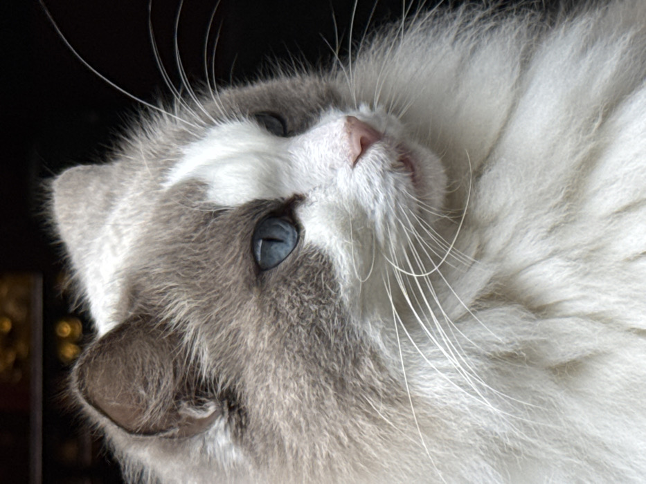 A domestic cat, exhibiting a white and light gray-brown fur pattern with blue eyes, is captured in a close-up portrait, located in the city of Furong, China. The animal's head and upper chest are visible, with its gaze directed to the right of the frame. Its pink nose and partially open mouth, exposing a sliver of teeth, are discernible. Long white whiskers emanate from its muzzle. The background is dark, featuring diffuse golden-yellow light artifacts in the upper-left quadrant, indicating an obscured environment. The cat is frontally illuminated.