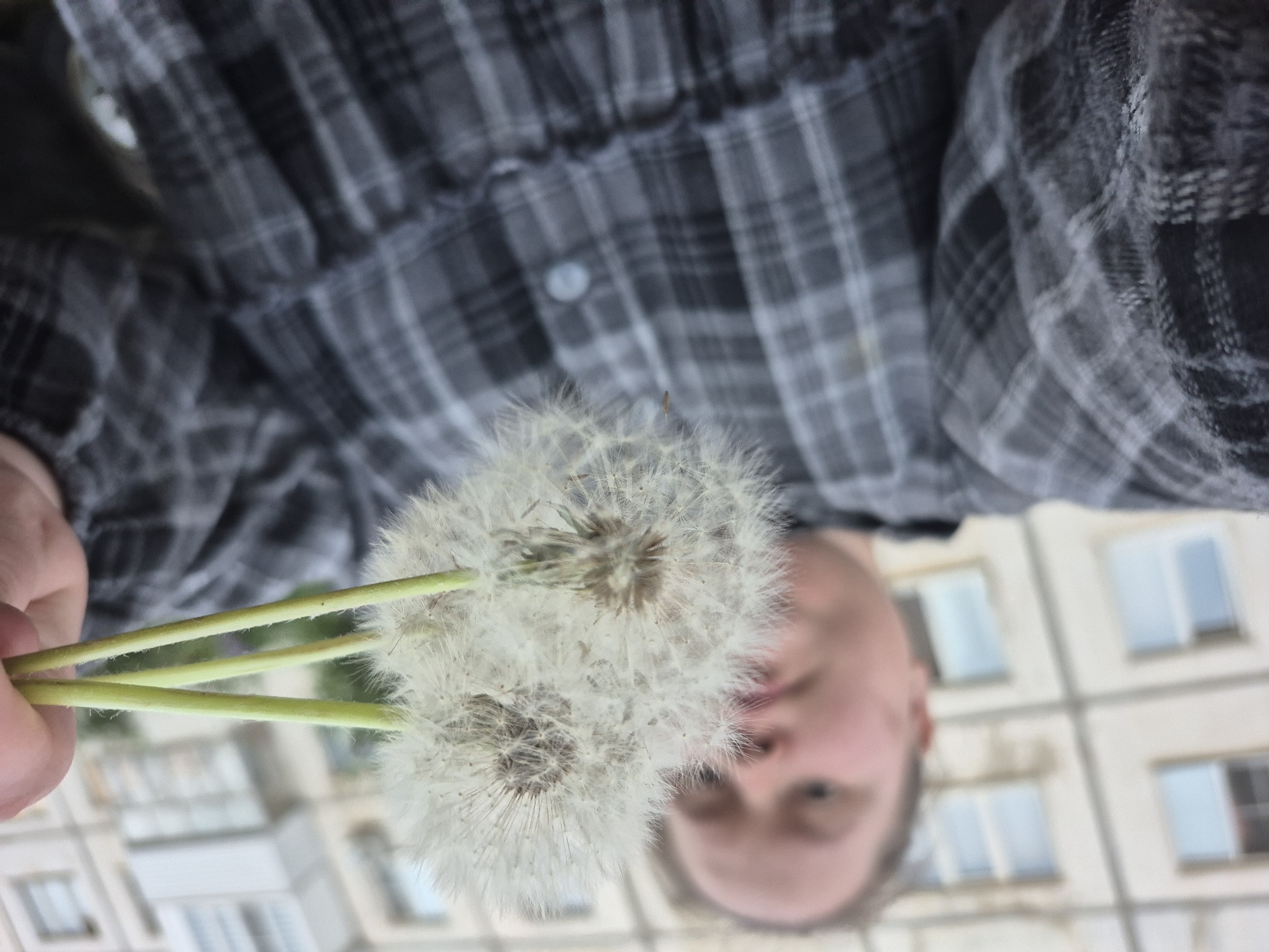 A person in a grey and white plaid shirt is holding three dandelions. The background shows an apartment building. The image was taken in Chaikovsky, Russia.
