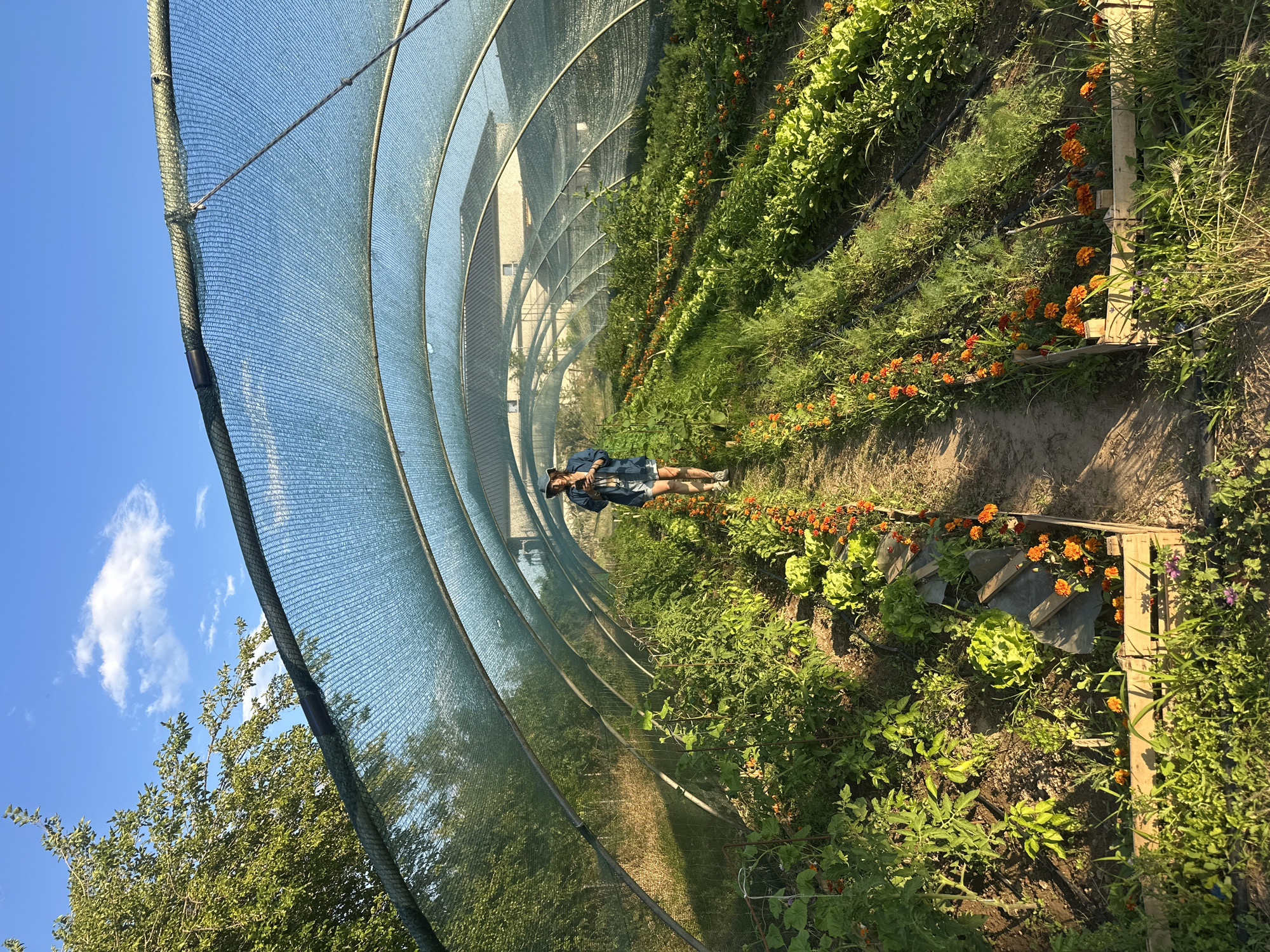 In this media file, a person is lying down in a greenhouse with a curved roof made of mesh netting. The greenhouse is filled with rows of lush green plants, including lettuce and what appear to be tomato plants. Bright orange marigolds are interspersed throughout the garden, adding pops of color. The ground is dirt, with some irrigation lines visible. In the background, a building with several windows can be seen. The sky is a clear blue with a few white clouds, suggesting a sunny day. The overall scene evokes a sense of peace and abundance, with the person appearing relaxed as they lie amongst the thriving plants. The image's orientation is such that the person is positioned horizontally, seemingly enjoying the tranquil environment of the greenhouse.