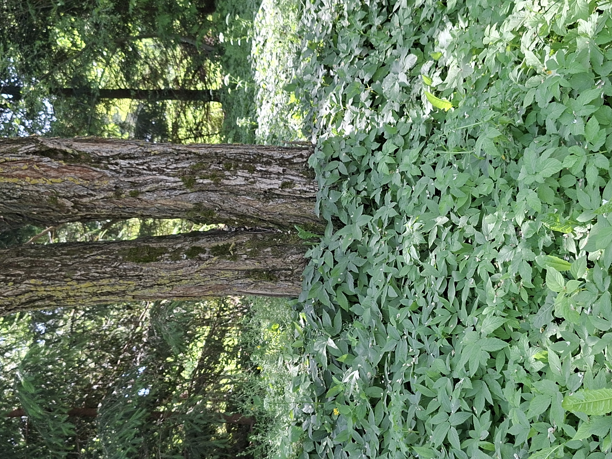 The image shows a close-up view of the base of two closely grown trees in a forest or park setting. The trees have rough, textured bark with some patches of moss and lichen. The ground around the trees is covered with a dense carpet of lush green leafy plants, possibly groundcover or low-lying vegetation. Sunlight filters through the trees, creating dappled light and shadows on the foliage. In the background, more trees and dense greenery are visible, suggesting a natural or semi-natural environment. There are no people or animals visible in the image. The scene appears to be located in the city of Alytus, Lithuania, based on the provided context.