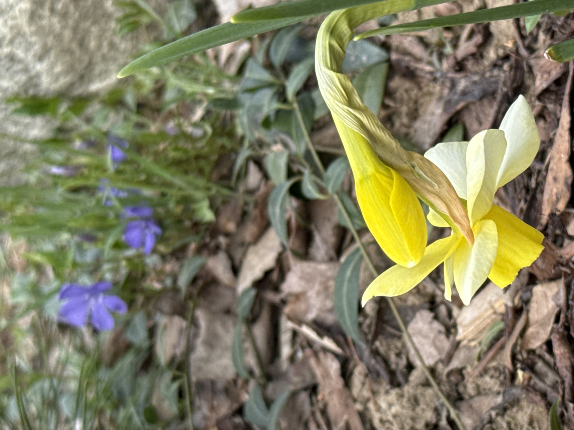A partly opened, two-toned daffodil flower with a yellow trumpet and white petals droops downward on a background of dead leaves, green vines, and purple flowers. The photograph appears to be taken outdoors at ground level. The specific location within the city of Steklyannyi, Russia cannot be determined from the image alone.