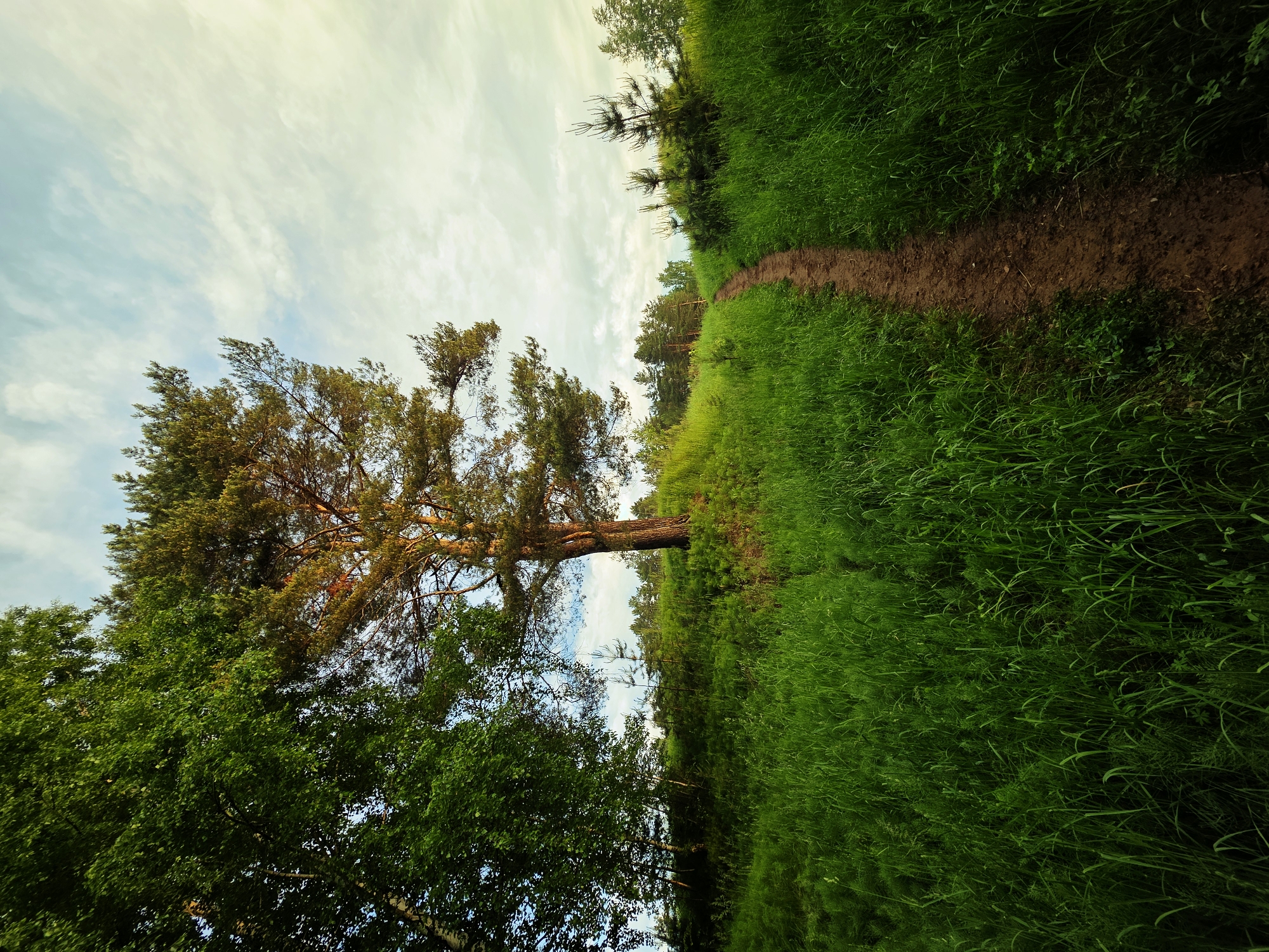 The image presents a serene natural landscape, characteristic of a rural or semi-wild area in Chaikovsky, Russia. A narrow, winding dirt path, reddish-brown in color, stretches diagonally from the foreground towards the upper right, receding into the distance and suggesting a route for walking or hiking. This path is flanked on both sides by abundant, tall green grass, creating a vivid contrast with the earthy tones of the trail.
On the left side of the scene, a large, prominent pine or conifer tree stands tall, its upper foliage catching a warm, golden light, indicative of either late afternoon or early evening. Below and around this main tree, other deciduous trees with lush green leaves are visible, forming a dense green barrier along the left edge. More trees line the horizon in the background, particularly along the right side of the path, hinting at a forest or treeline.
The sky above is partially covered by soft, wispy clouds, displaying a mix of light blue and pale yellow hues, suggesting fair weather and a calm atmosphere. No people or animals are visible, and no specific activity is taking place other than the implied journey along the path. The overall impression is one of peaceful solitude and natural beauty. There is no visible text in the image.