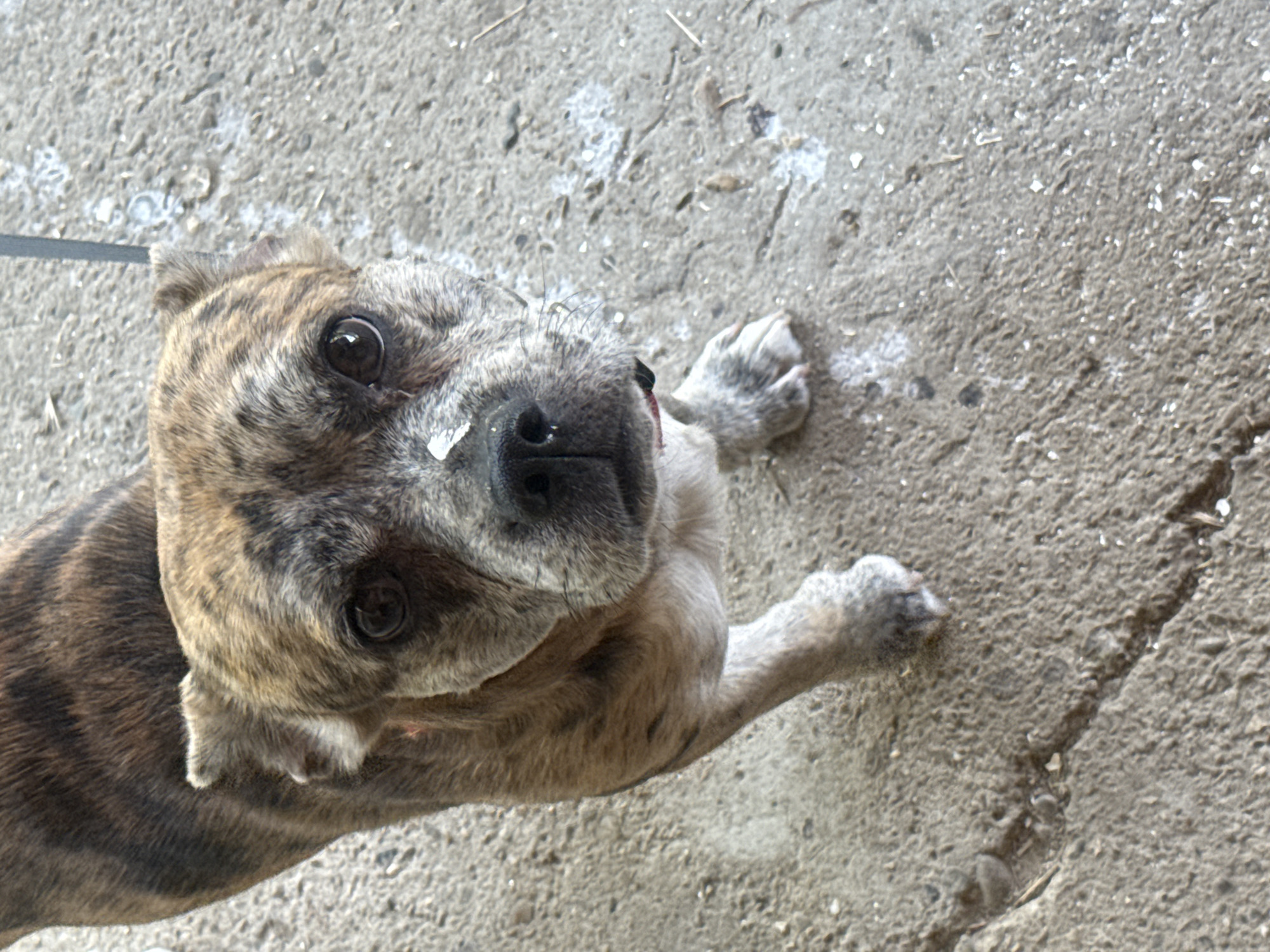 A brindle-colored dog with a short snout and floppy ears stands on a concrete surface outdoors. A small white speck is visible on the dog's nose. The dog is facing the camera, and its body is angled slightly to the left. The concrete is textured with some debris and small white flecks scattered across it. A thin, gray leash is attached to the dog's collar and extends upwards out of the frame. The background is out of focus but appears to be a light-colored, possibly metal, structure. No specific landmarks of Barkachevo, Bulgaria are identifiable in the image.