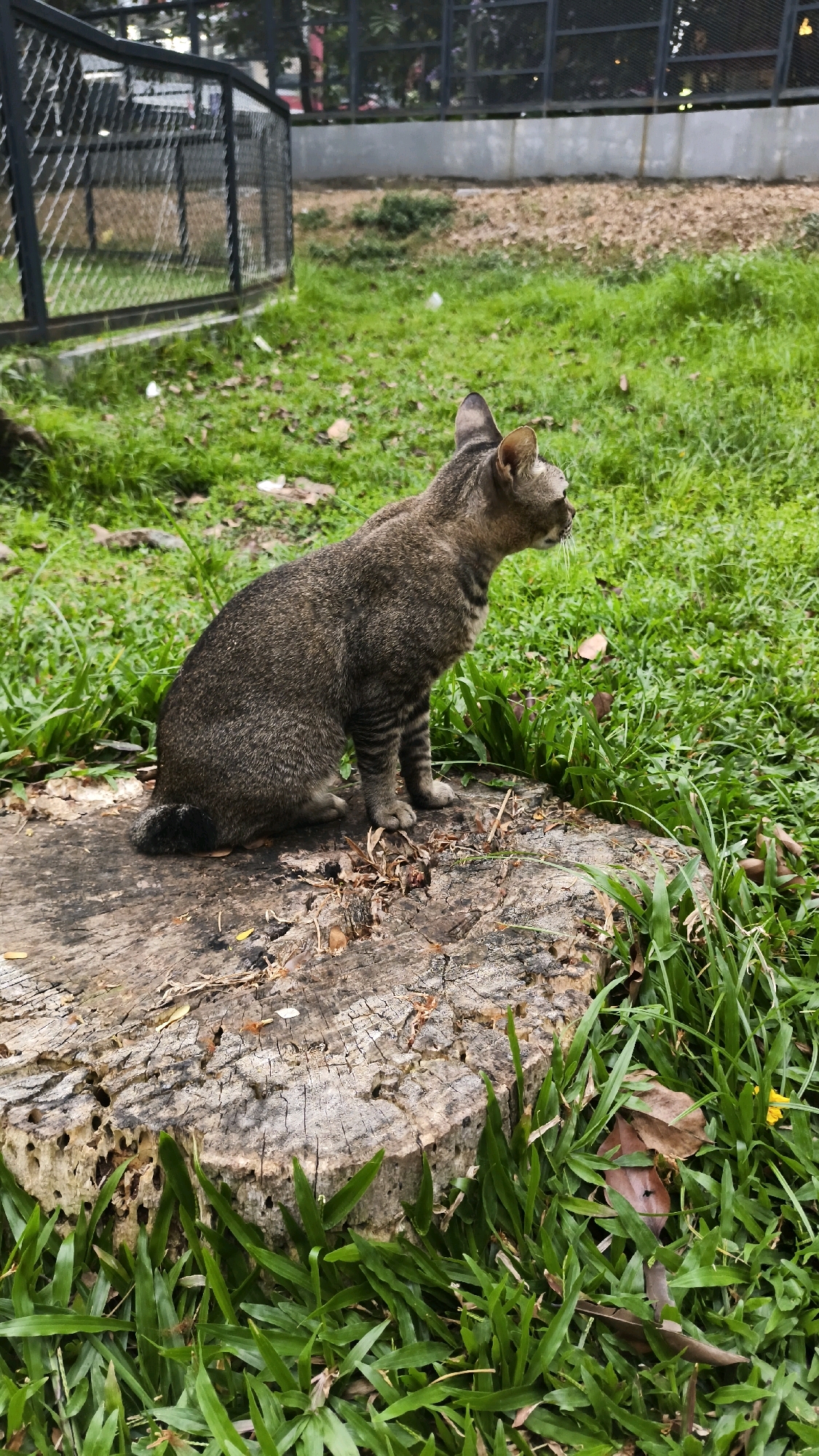 A medium shot captures a tabby cat sitting on a weathered tree stump in a grassy area. The cat is facing to the right of the frame, with its body angled slightly away from the viewer. Its fur is a mix of brown and grey tabby markings. The tree stump is rough and textured, with visible cracks and insect holes. Lush green grass surrounds the stump, with a few fallen leaves scattered on the ground. In the background, a black metal fence encloses an area with dry, brown earth and some vegetation. The overall scene appears to be an outdoor enclosure, possibly in a zoo or a park. This scene is located in the city of South Jakarta, Indonesia.