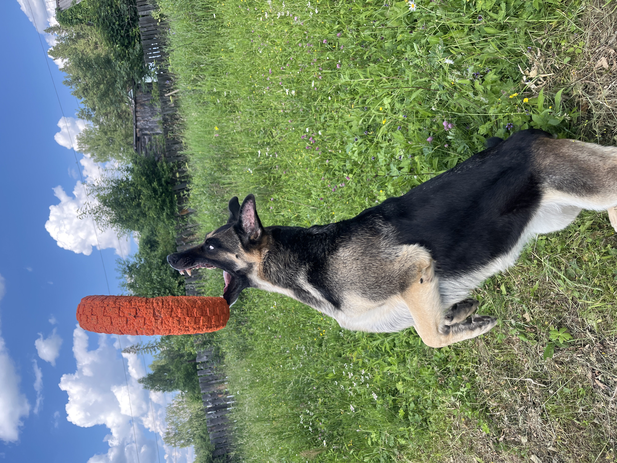 A German Shepherd dog is playing with an orange toy in a grassy area, with a wooden fence and trees in the background. The dog is in the foreground, with its mouth open as if it is about to bite the toy, which is positioned in front of its snout. The dog has black and tan fur, characteristic of the breed. The background shows a rustic scene, with a weathered wooden fence bordering the grassy field. Beyond the fence, trees and foliage are visible, suggesting a rural or semi-rural setting. The sky above is a bright blue with scattered white clouds, indicating it is daytime and likely fair weather. The image appears to be taken outdoors, possibly in a backyard or a park. The focus is on the dog and its interaction with the toy, conveying a sense of playfulness and energy. The grass is green and appears to be a mix of natural vegetation with some small wildflowers scattered throughout, adding a touch of natural beauty to the scene. The overall impression is one of a dog enjoying an outdoor activity on a pleasant day.