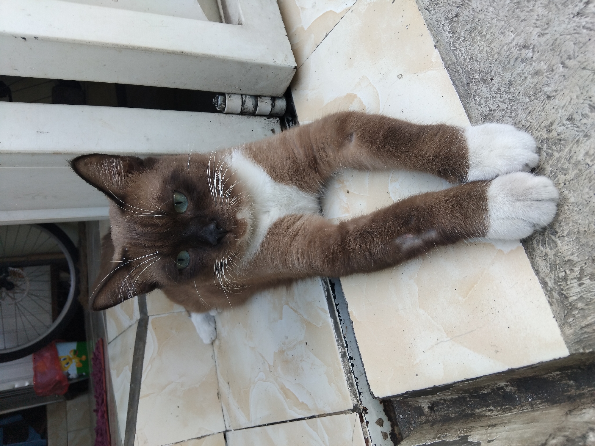 A brown and white cat with striking green eyes is lying on a tiled floor outside a building. The cat is facing the camera, with its front paws crossed. The tiled floor appears to be part of an outdoor patio or entryway. In the background, a bicycle wheel is visible, along with a red plastic bucket with a cartoon character on it. A portion of a white door or gate is also in the frame, attached to a visible hinge. The overall setting suggests a residential area.