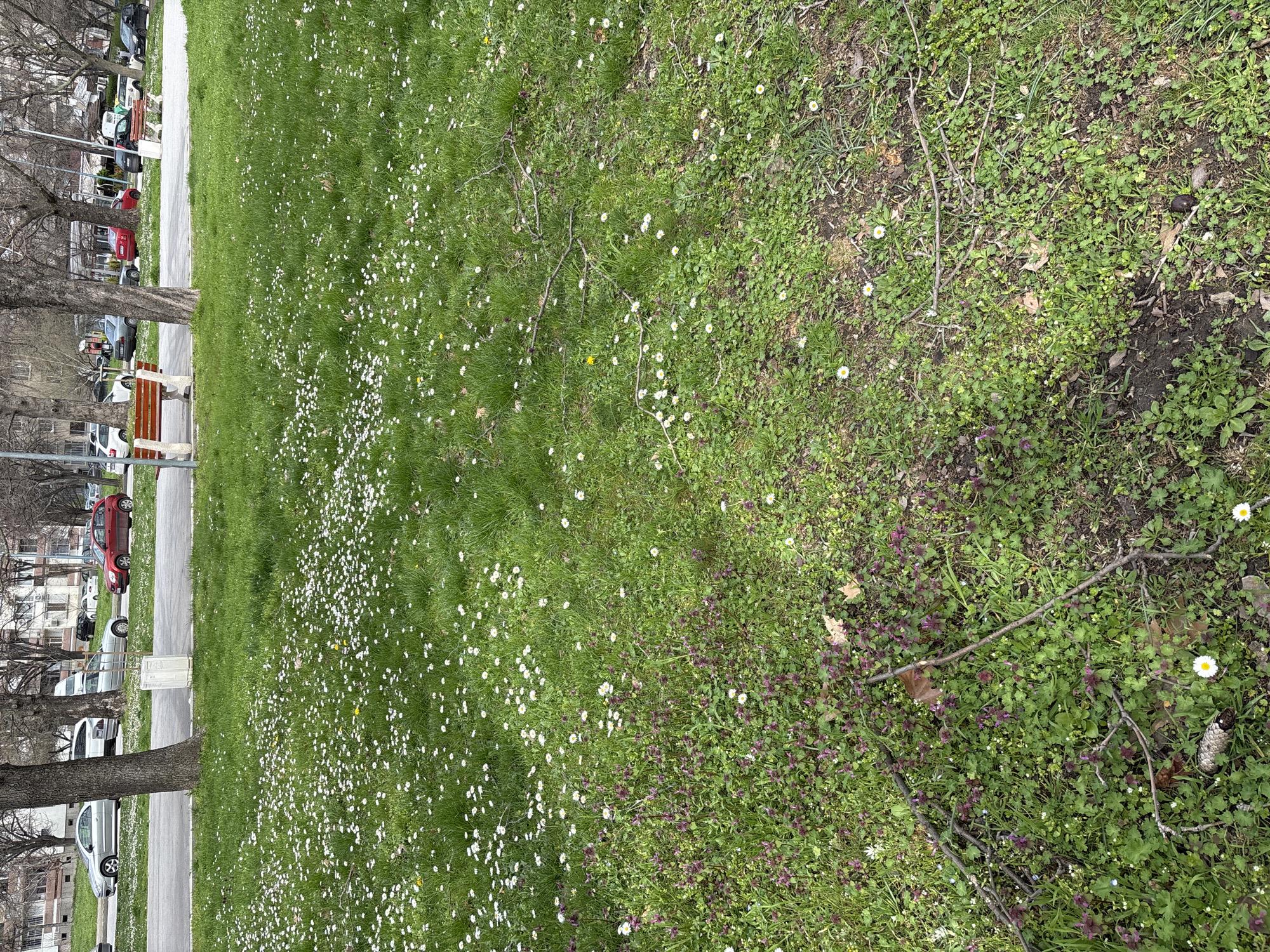 The image shows a section of grass in what appears to be a park or green area next to a street, possibly in Plovdiv, Bulgaria. The grass is mostly green with numerous small white flowers scattered throughout. The grass transitions to an area with more weeds and brown patches closer to the right side of the image. There are small twigs and a pine cone on the ground. To the left, a sidewalk runs along the edge of the grass, with trees lining the sidewalk. Cars are parked along the street next to the sidewalk, and buildings can be seen in the background. A park bench is also visible between the trees. The image appears to have been taken during the day, with natural lighting.