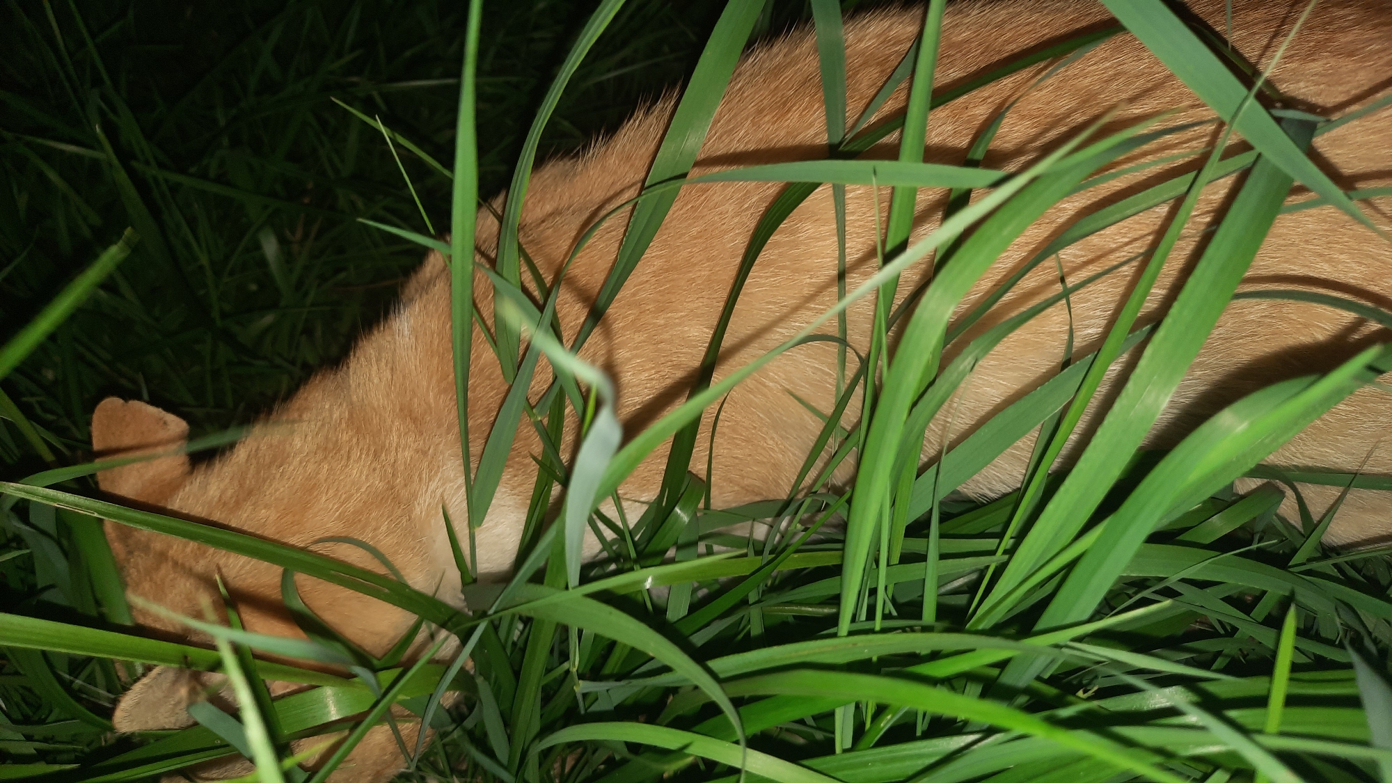 A close-up shot shows a ginger cat partially hidden in tall green grass. The cat's fur is a warm orange-brown, and its ears and the back of its head are visible peeking through the blades of grass. The background is dark and out of focus, suggesting it is nighttime or a shaded area. There are no discernible environmental features to indicate a specific location within Шклоў, Belarus.
